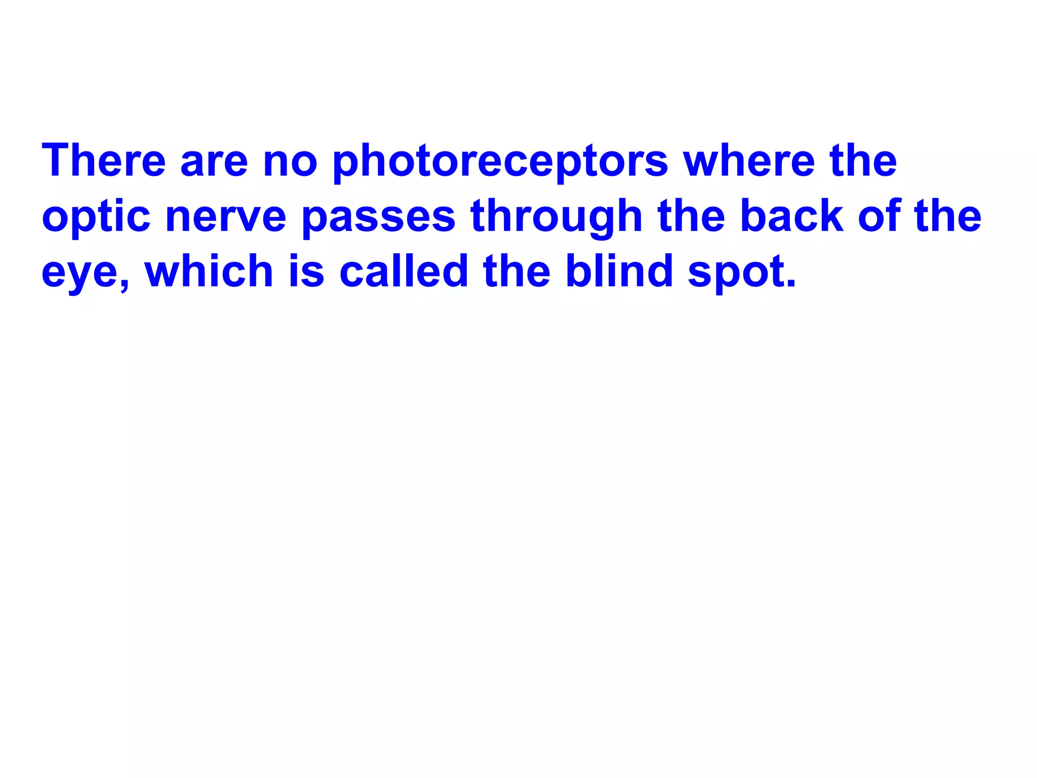There are no photoreceptors where the optic nerve passes through the back of the eye, which is called the blind spot.  