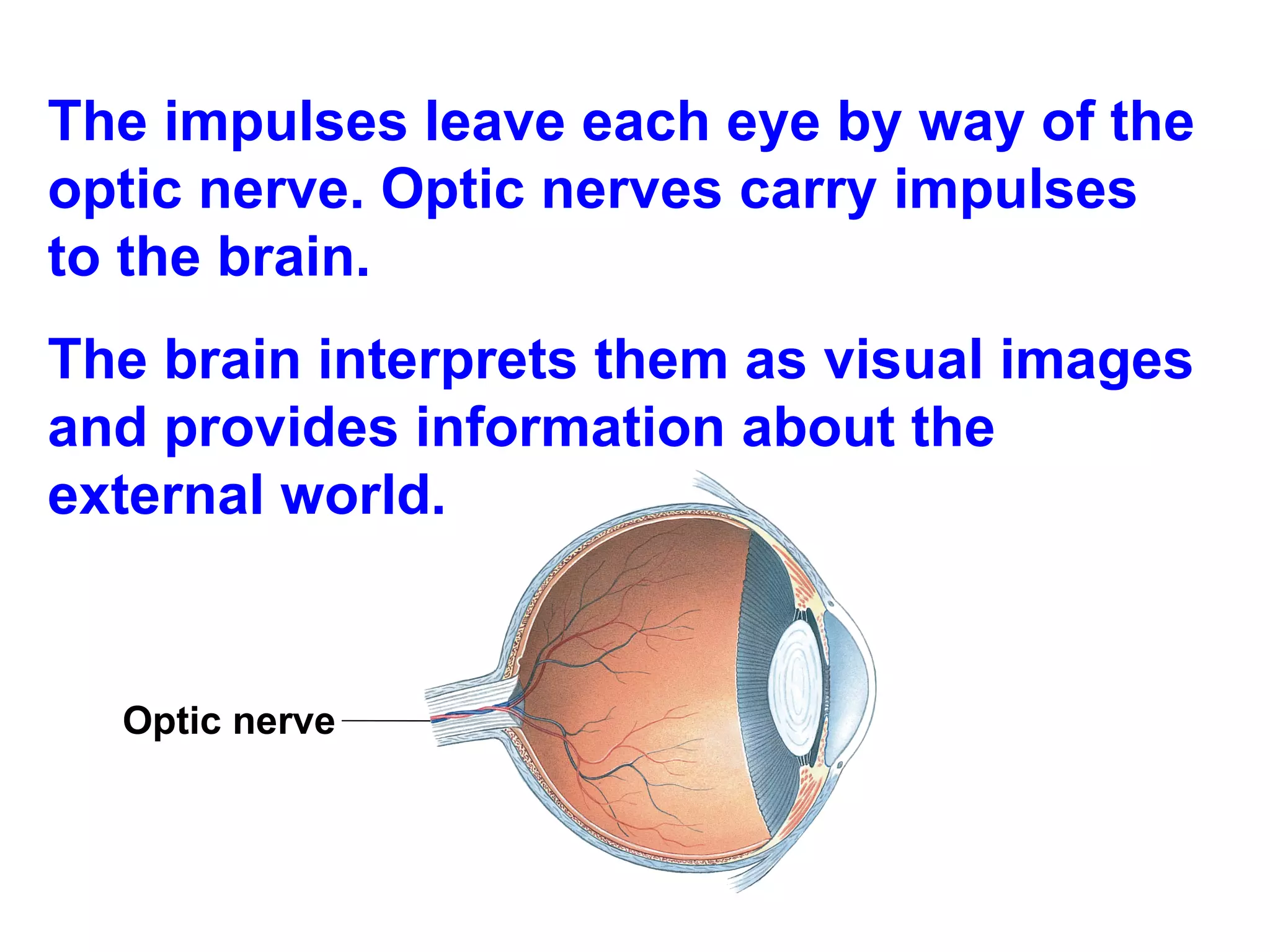 The impulses leave each eye by way of the optic nerve. Optic nerves carry impulses to the brain. The brain interprets them as visual images and provides information about the external world. Optic   nerve 