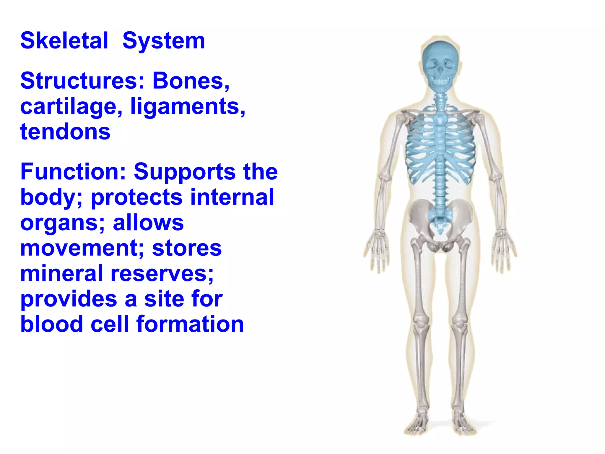 Skeletal  System Structures: Bones, cartilage, ligaments, tendons Function: Supports the body; protects internal organs; allows movement; stores mineral reserves; provides a site for blood cell formation  