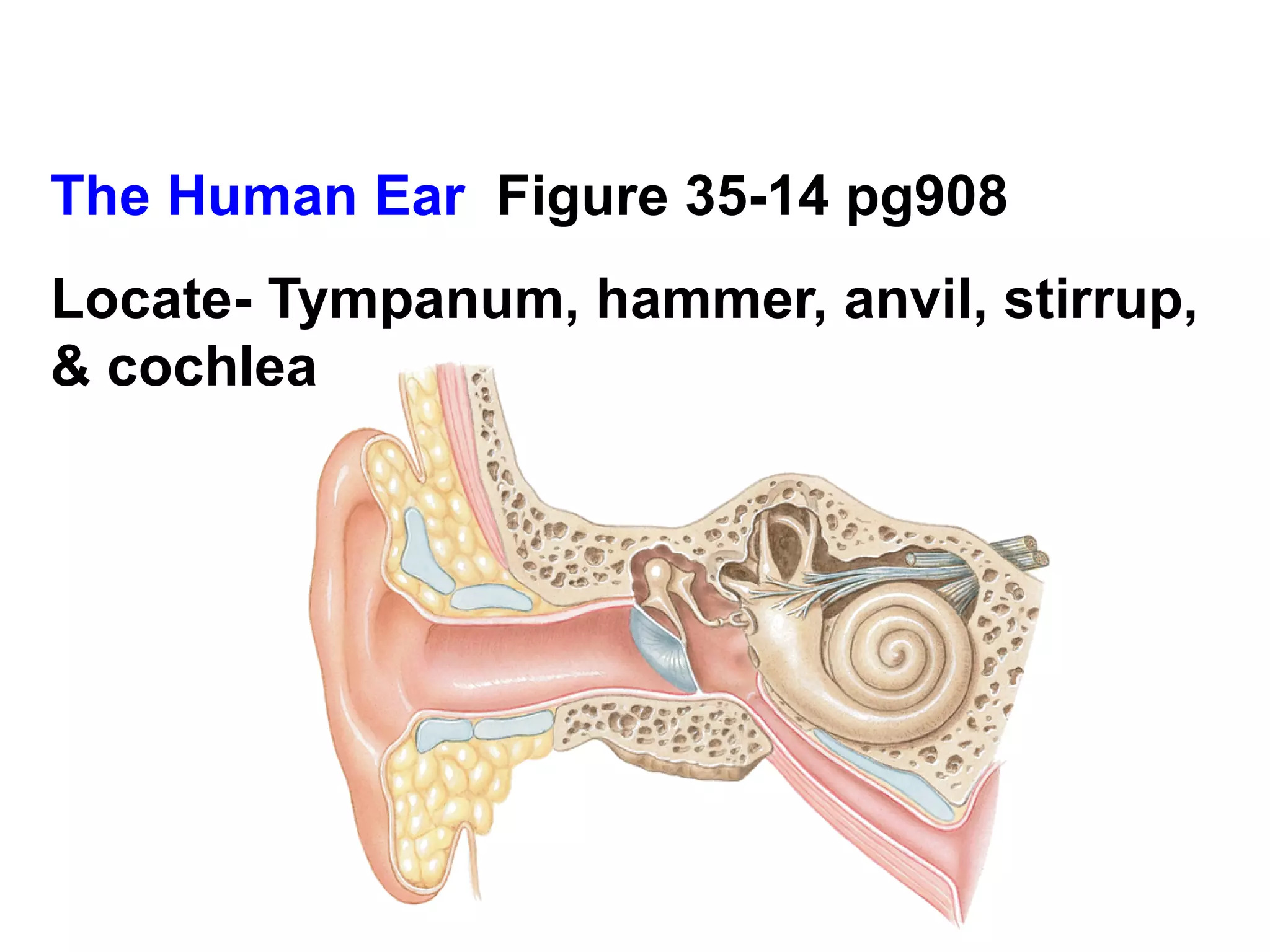 The Human Ear  Figure 35-14 pg908  Locate- Tympanum, hammer, anvil, stirrup, & cochlea 