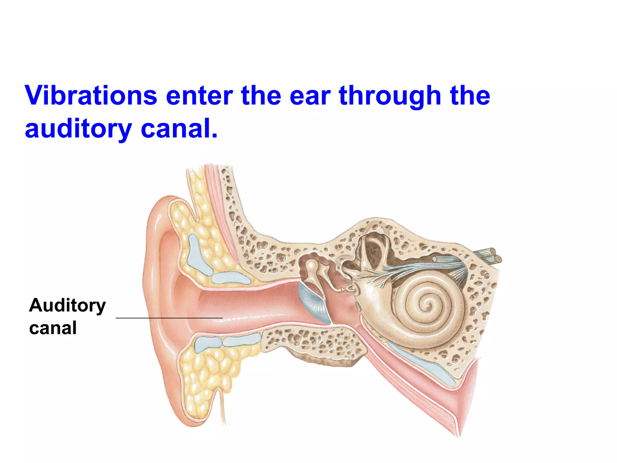Vibrations enter the ear through the auditory canal. Auditory canal 