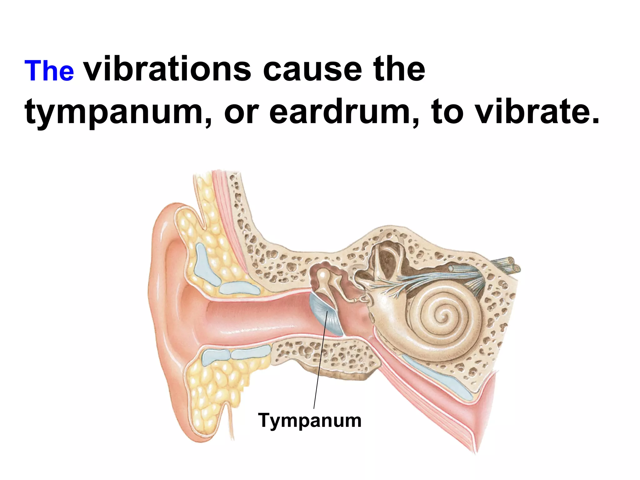 The  vibrations cause the tympanum, or eardrum, to vibrate.   Tympanum  