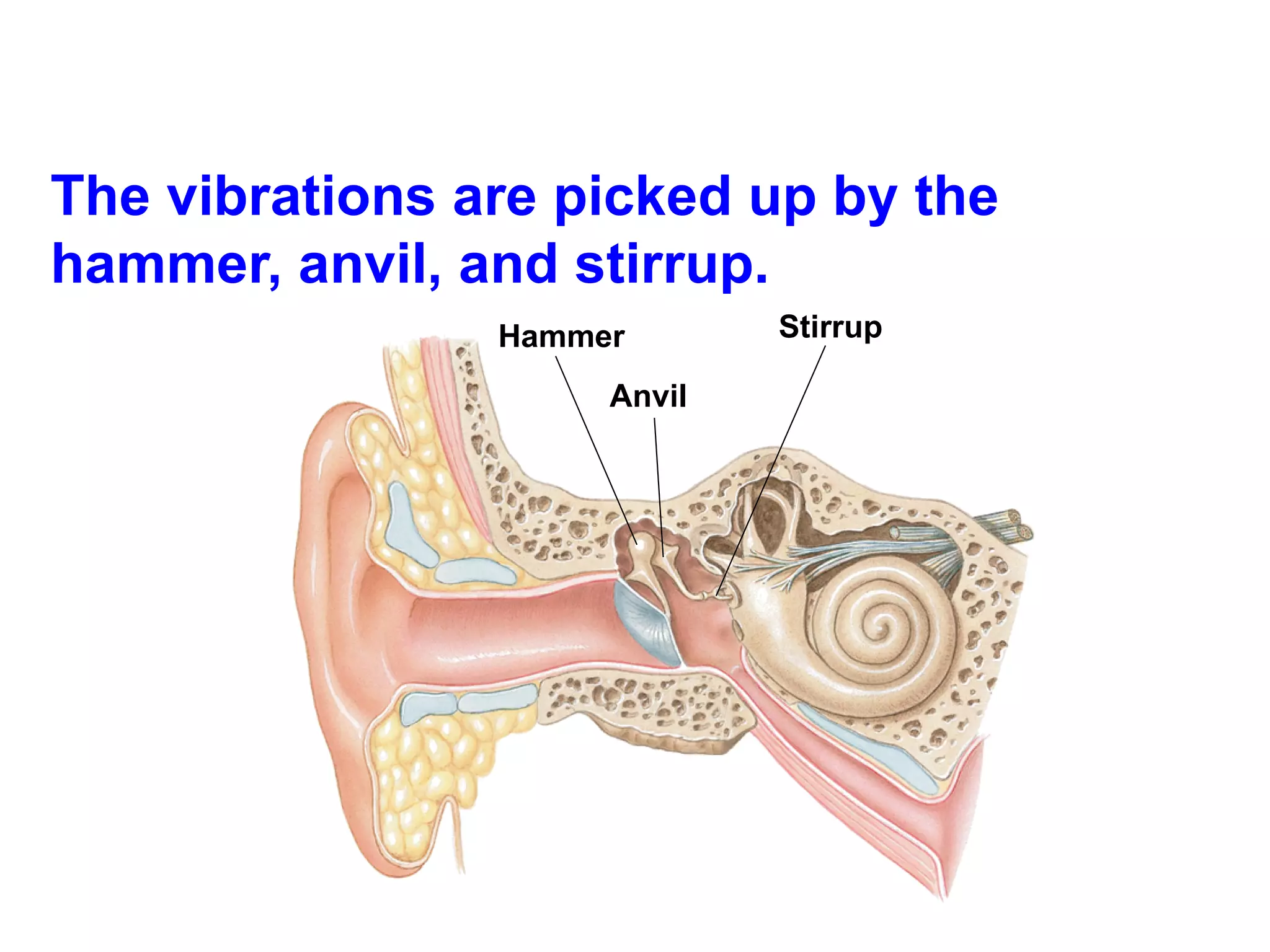 The vibrations are picked up by the hammer, anvil, and stirrup. Hammer  Anvil  Stirrup  