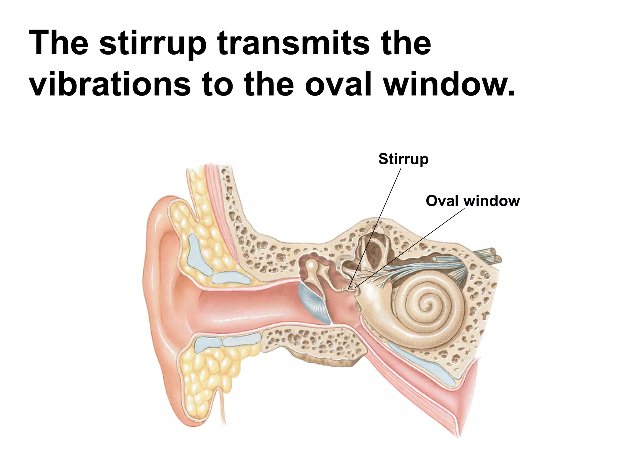 The stirrup transmits the vibrations to the oval window.   Oval window Stirrup  
