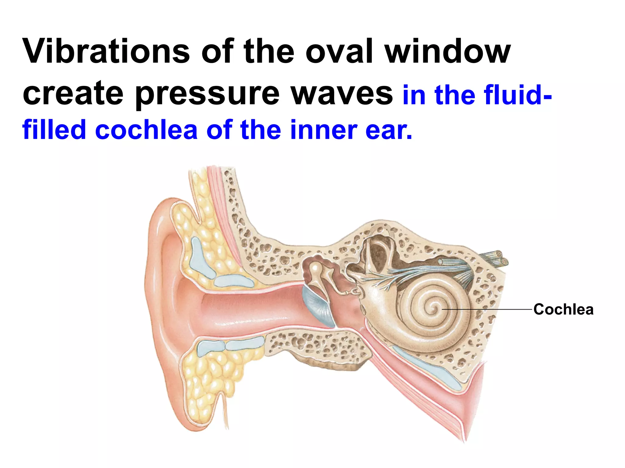 Vibrations of the oval window create pressure waves  in the fluid-filled cochlea of the inner ear. Cochlea  