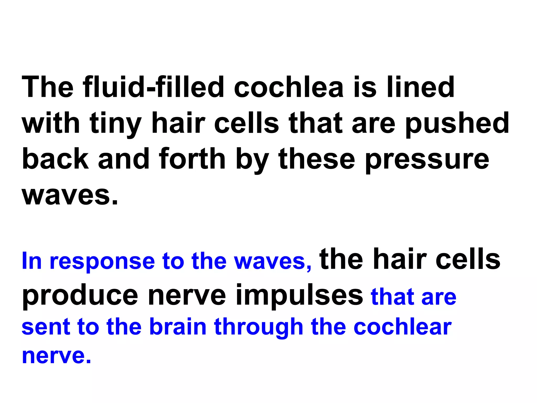 The fluid-filled cochlea is lined with tiny hair cells that are pushed back and forth by these pressure waves.   In response to the waves,  the hair cells produce nerve impulses  that are sent to the brain through the cochlear nerve. 