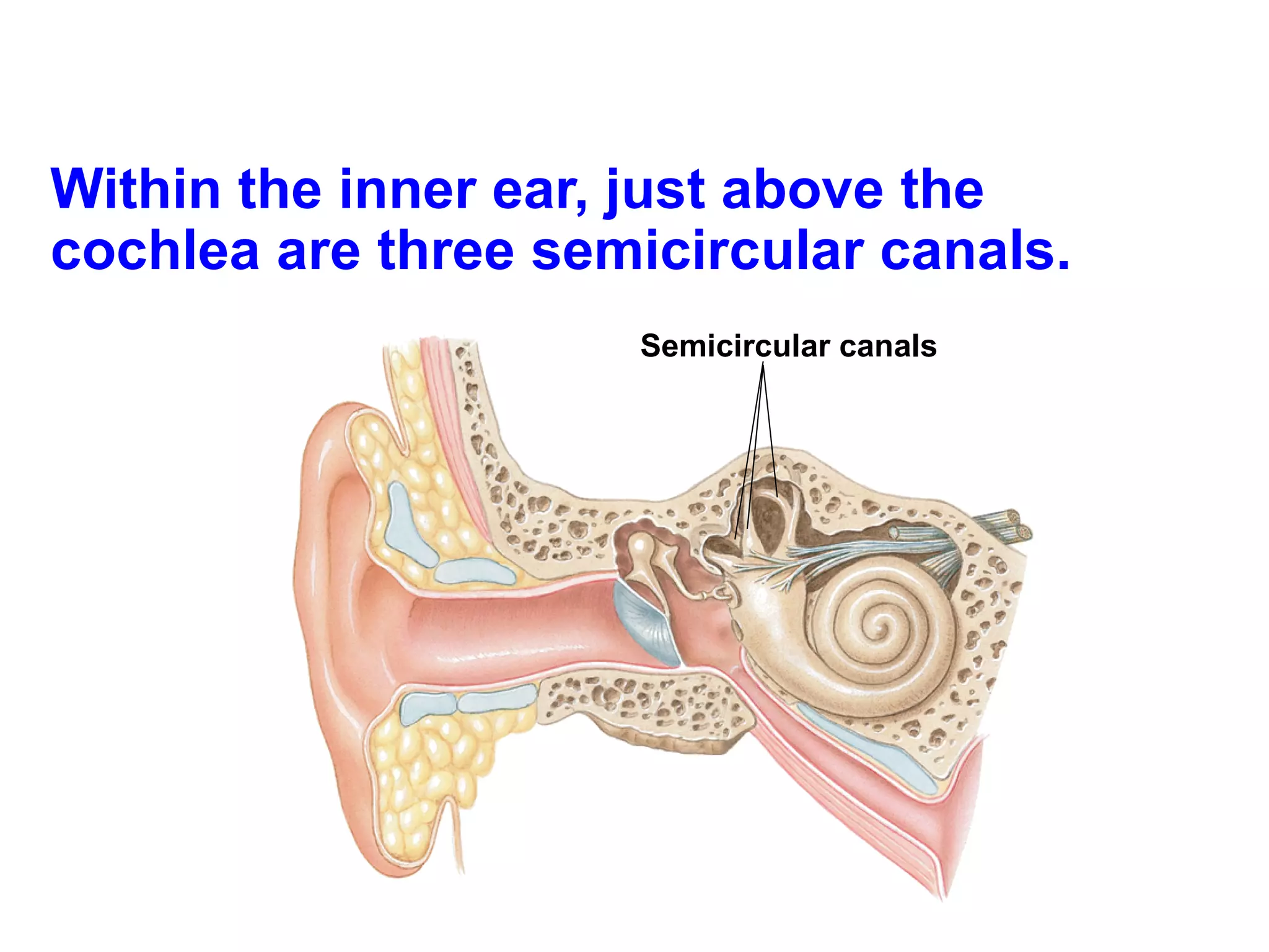 Within the inner ear, just above the cochlea are three semicircular canals.  Semicircular canals 