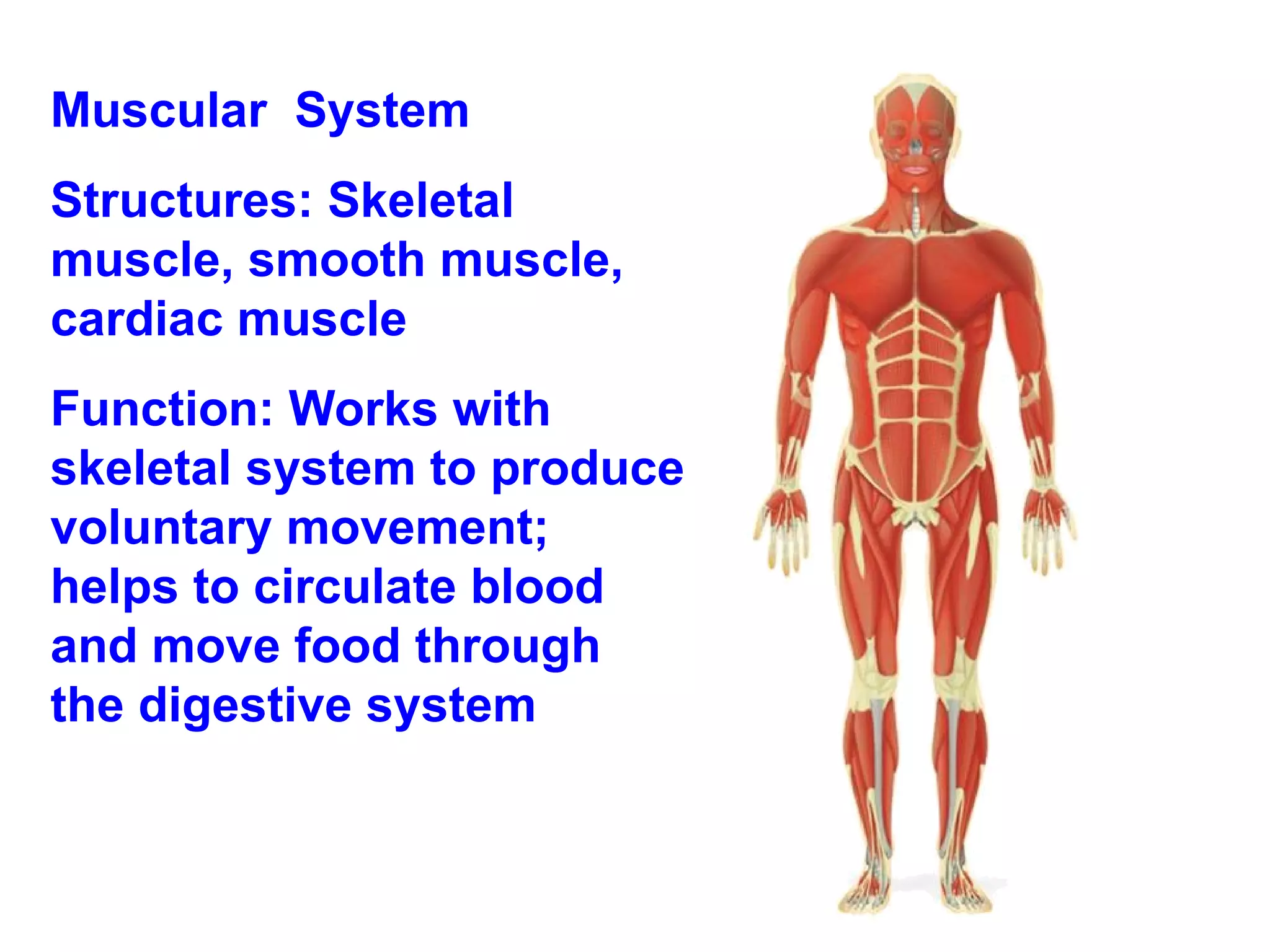 Muscular  System Structures: Skeletal muscle, smooth muscle, cardiac muscle Function: Works with skeletal system to produce voluntary movement; helps to circulate blood and move food through the digestive system 