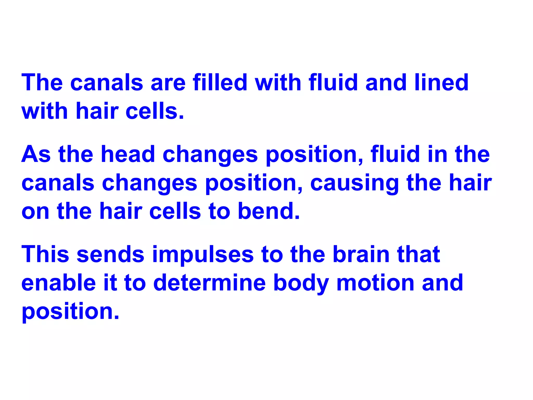 The canals are filled with fluid and lined with hair cells.  As the head changes position, fluid in the canals changes position, causing the hair on the hair cells to bend. This sends impulses to the brain that enable it to determine body motion and position. 