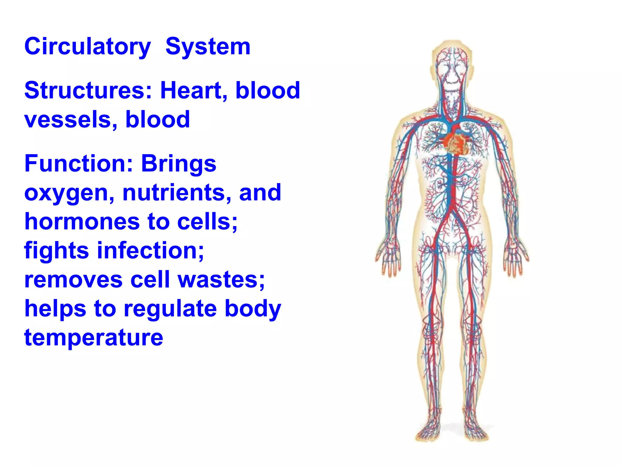 Circulatory  System Structures: Heart, blood vessels, blood Function: Brings oxygen, nutrients, and hormones to cells; fights infection; removes cell wastes; helps to regulate body temperature 