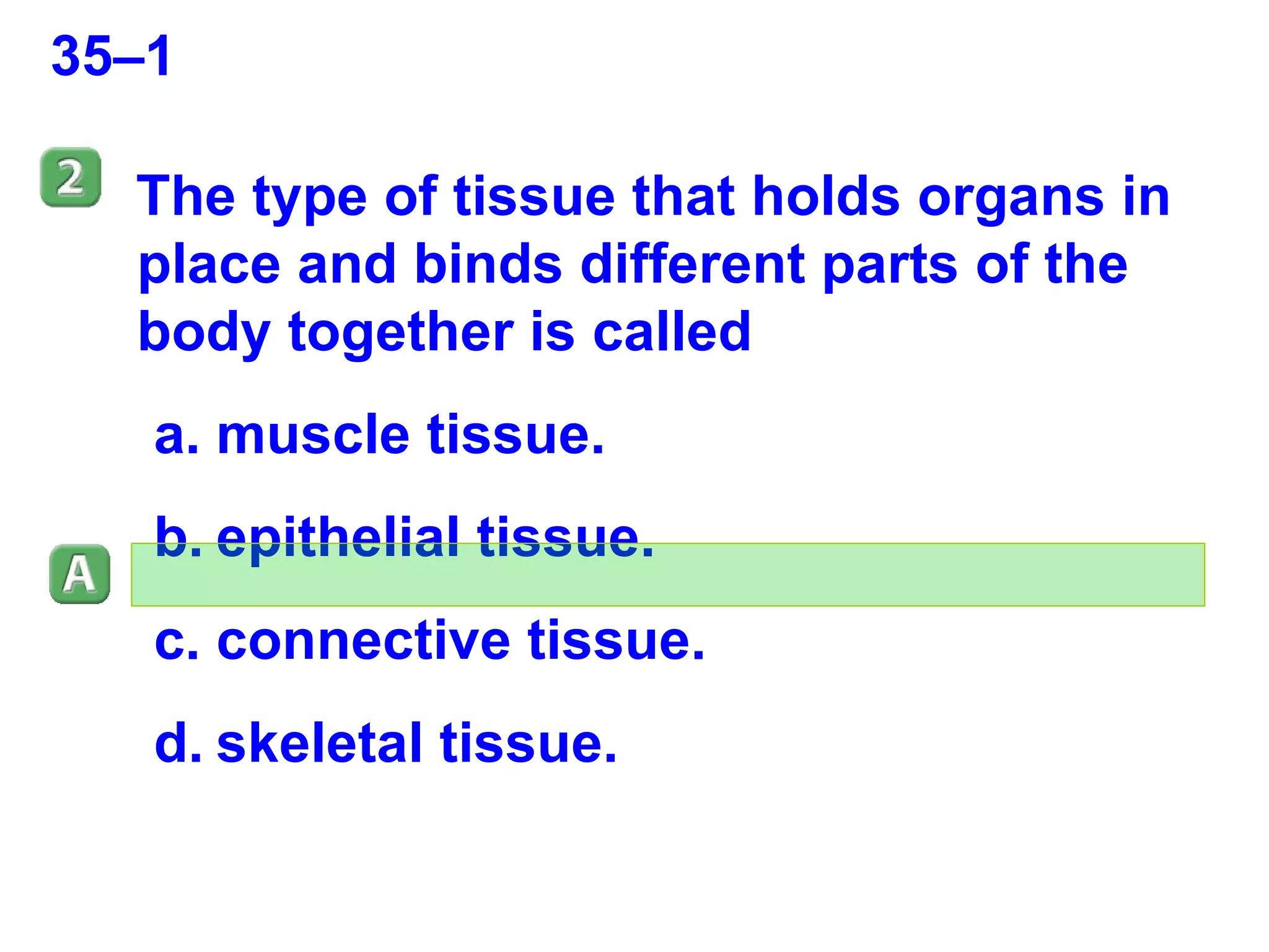 35–1 The type of tissue that holds organs in place and binds different parts of the body together is called  muscle tissue. epithelial tissue. connective tissue. skeletal tissue. 