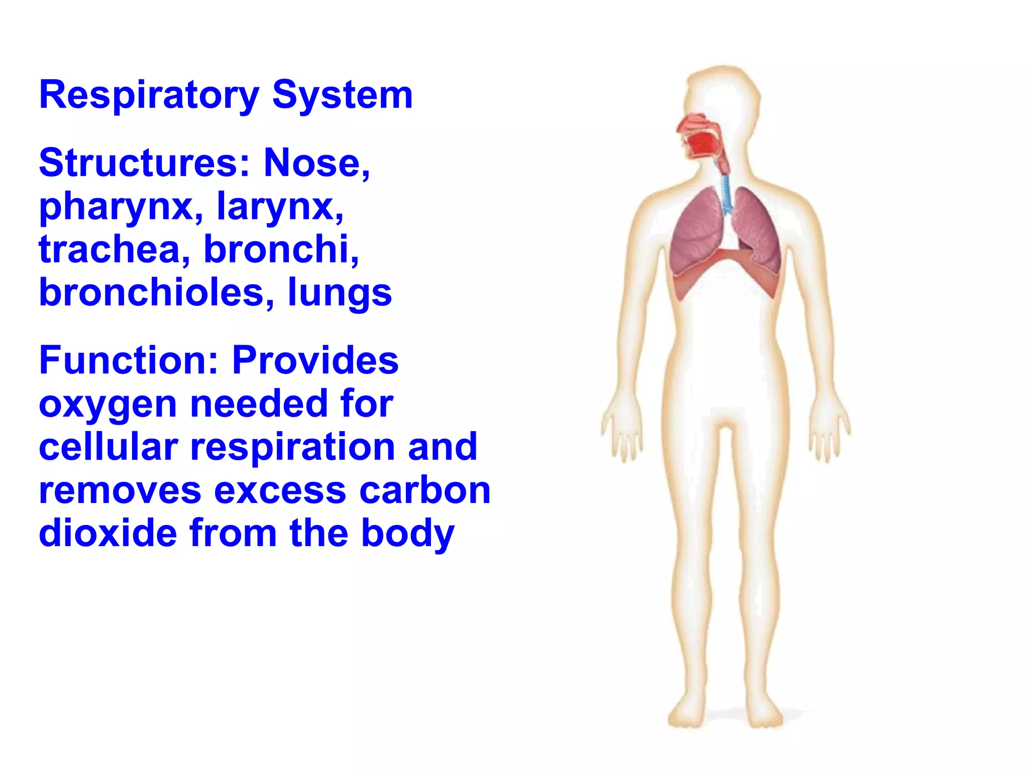 Respiratory System Structures: Nose, pharynx, larynx, trachea, bronchi, bronchioles, lungs Function: Provides oxygen needed for cellular respiration and removes excess carbon dioxide from the body 
