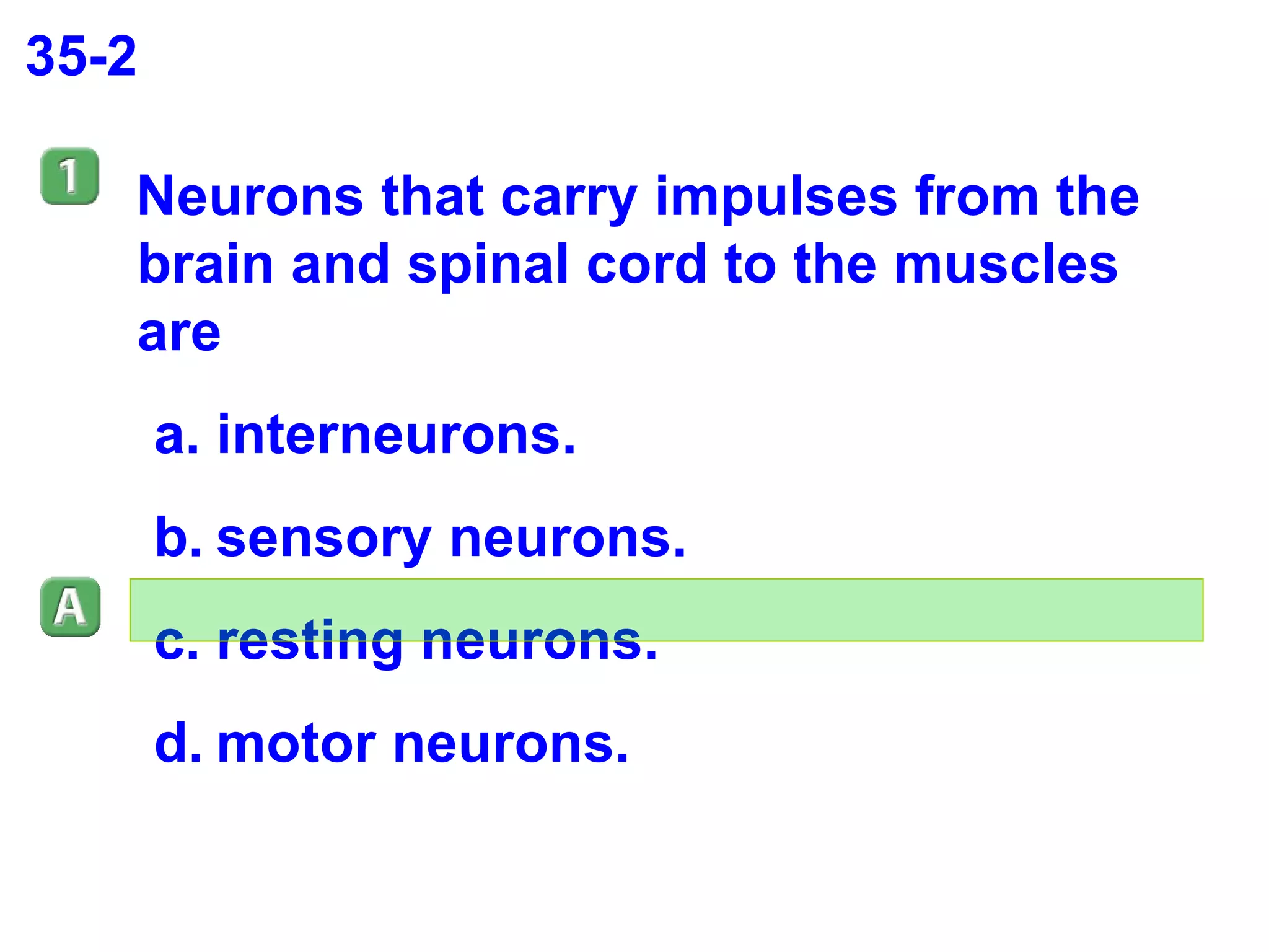 35-2 Neurons that carry impulses from the brain and spinal cord to the muscles are interneurons. sensory neurons. resting neurons. motor neurons. 