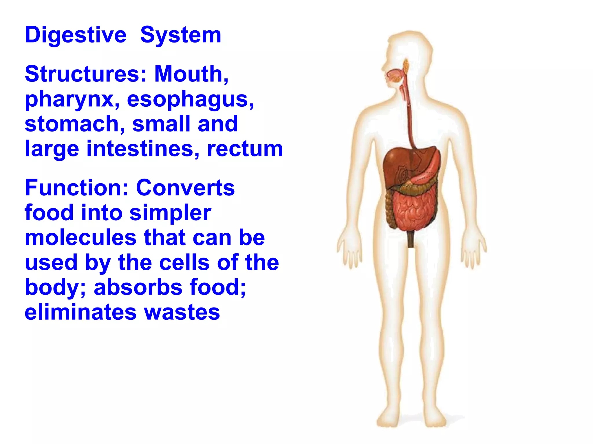 Digestive  System Structures: Mouth, pharynx, esophagus, stomach, small and large intestines, rectum Function: Converts food into simpler molecules that can be used by the cells of the body; absorbs food; eliminates wastes 