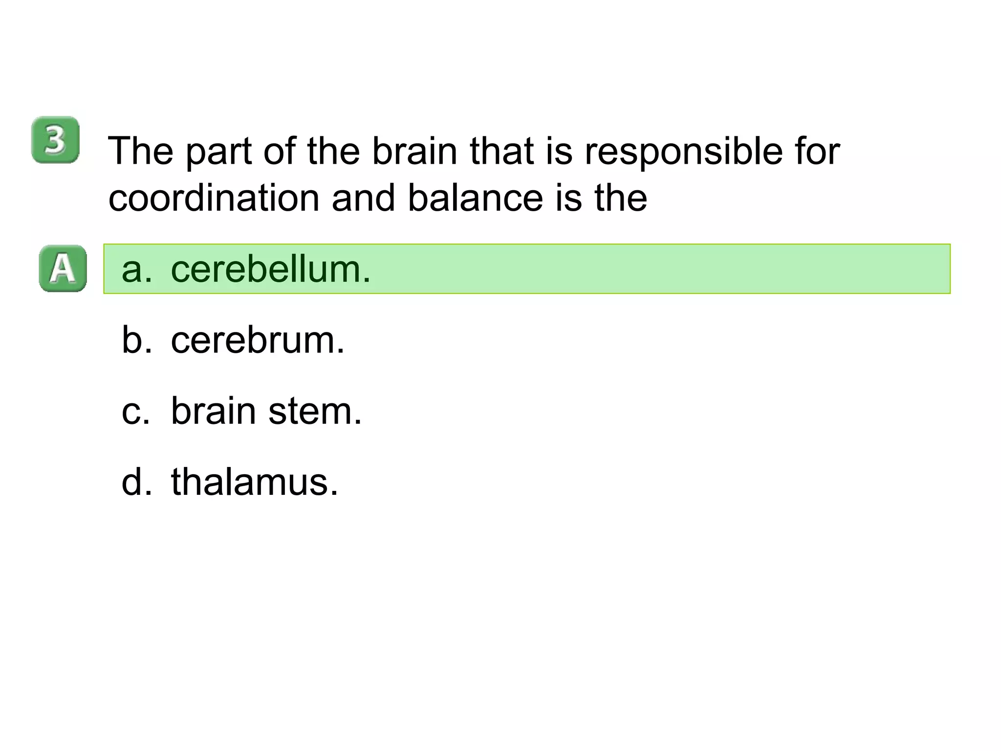 35-3 The part of the brain that is responsible for coordination and balance is the  cerebellum. cerebrum. brain stem. thalamus. 