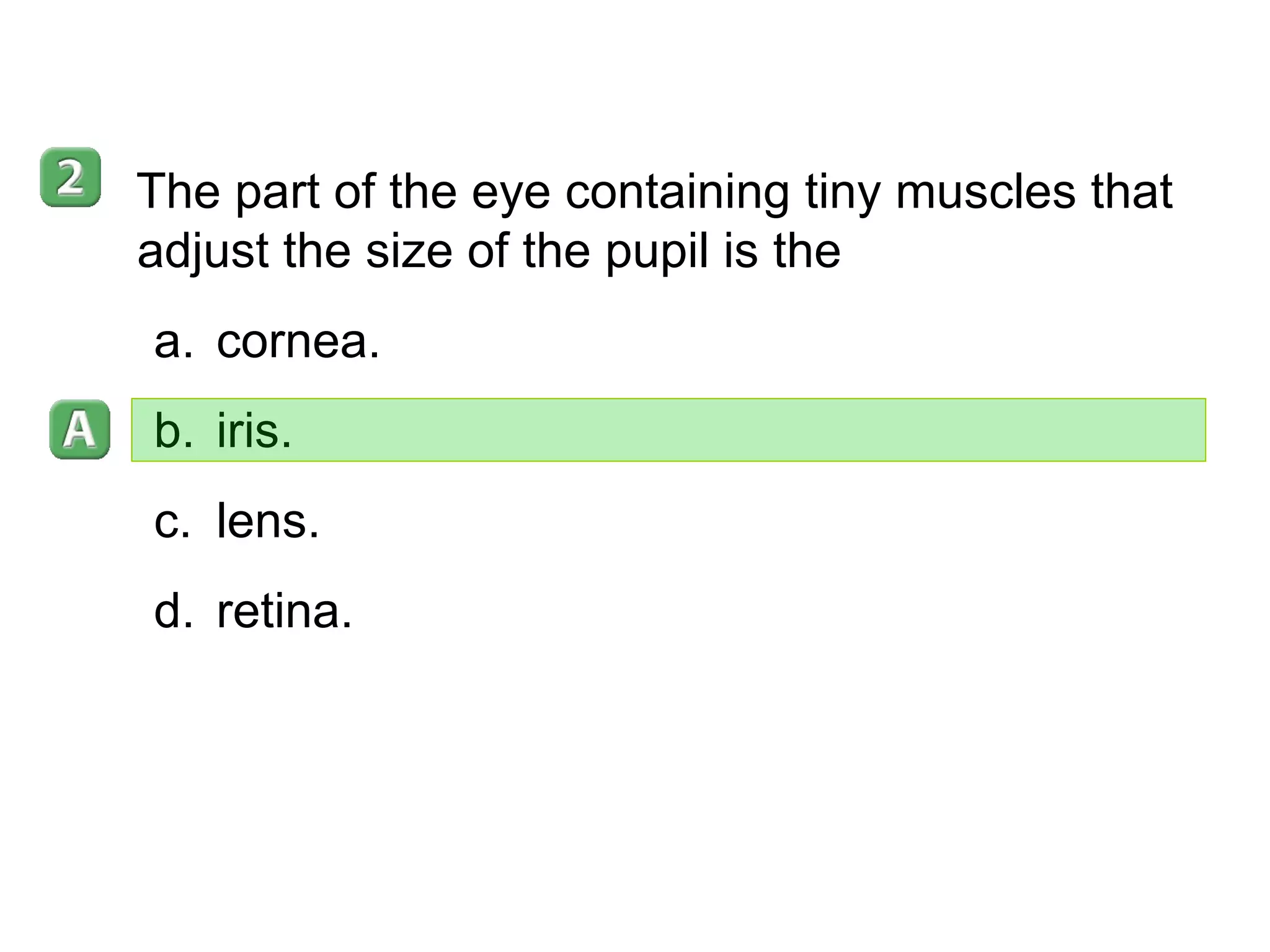 35–4 The part of the eye containing tiny muscles that adjust the size of the pupil is the  cornea. iris. lens. retina. 