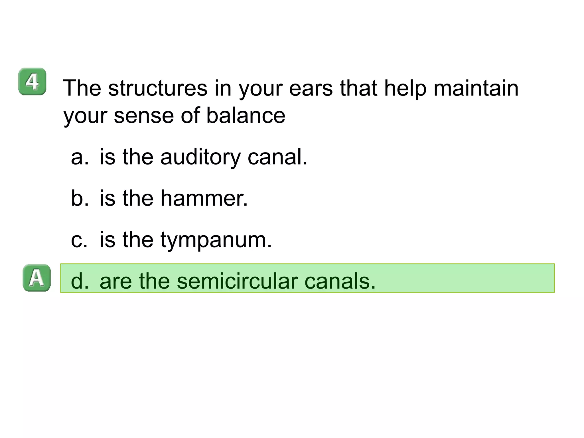 35–4 The structures in your ears that help maintain your sense of balance is the auditory canal. is the hammer. is the tympanum.  are the semicircular canals. 
