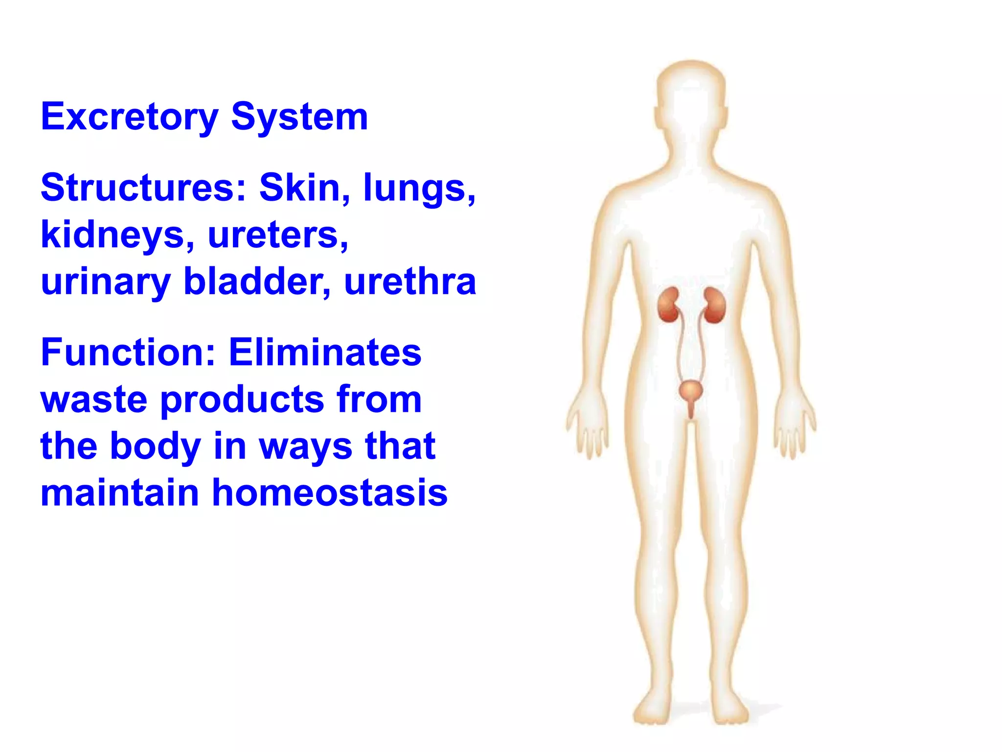 Excretory System Structures: Skin, lungs, kidneys, ureters, urinary bladder, urethra Function: Eliminates waste products from the body in ways that maintain homeostasis  
