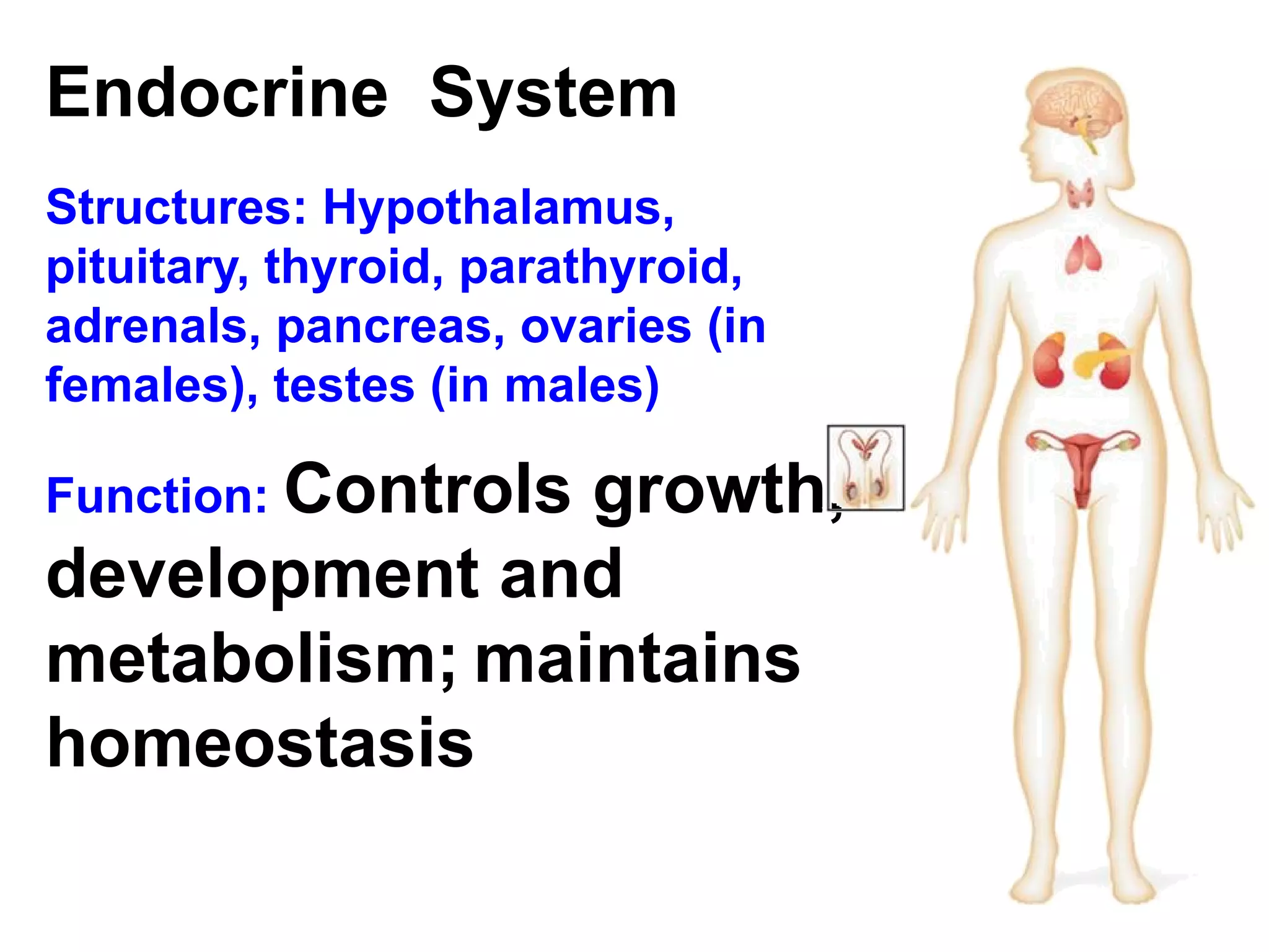 Endocrine  System Structures: Hypothalamus, pituitary, thyroid, parathyroid, adrenals, pancreas, ovaries (in females), testes (in males) Function:  Controls growth, development and metabolism;   maintains homeostasis 