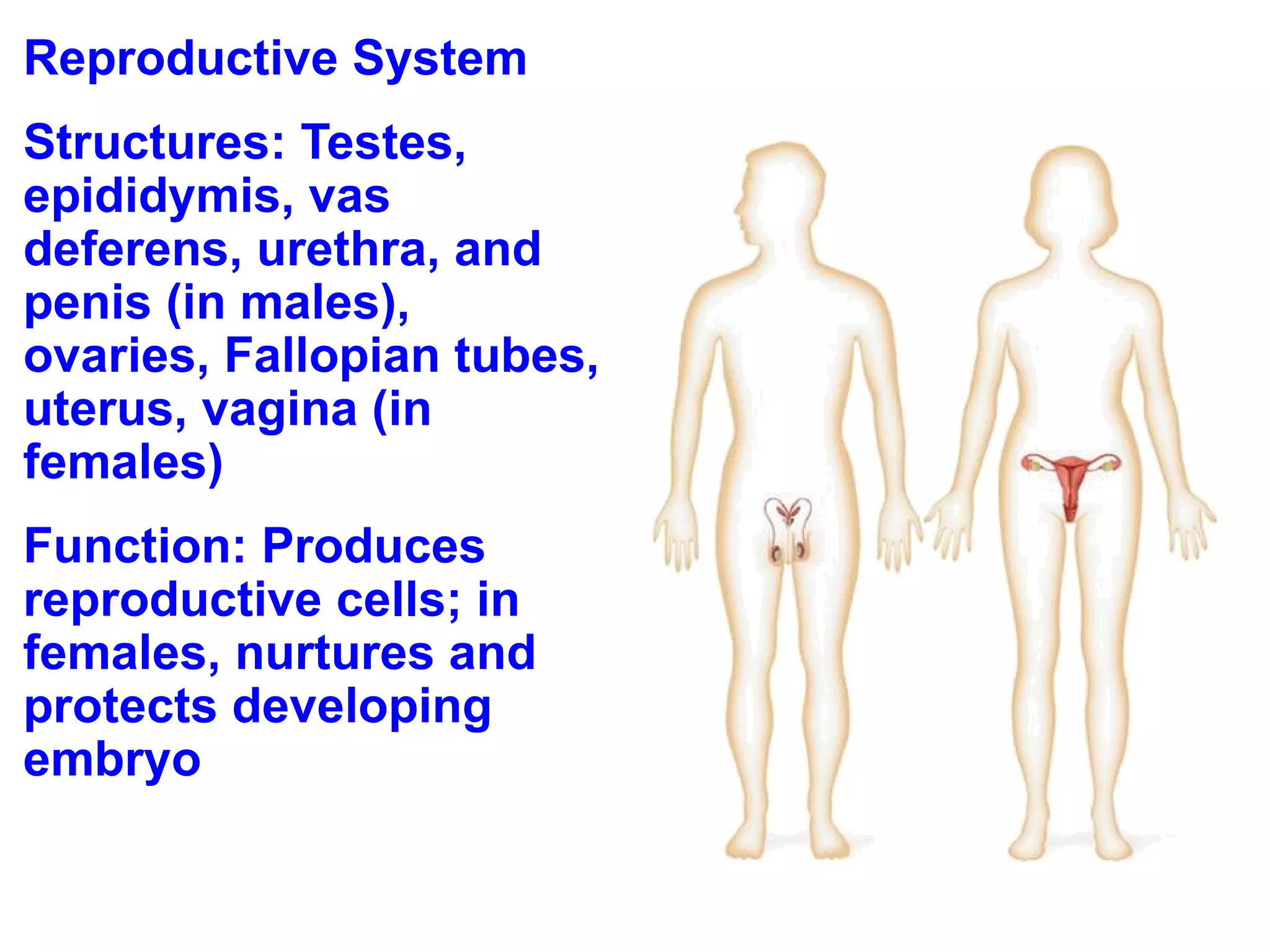 Reproductive System Structures: Testes, epididymis, vas deferens, urethra, and penis (in males), ovaries, Fallopian tubes, uterus, vagina (in females) Function: Produces reproductive cells; in females, nurtures and protects developing embryo 