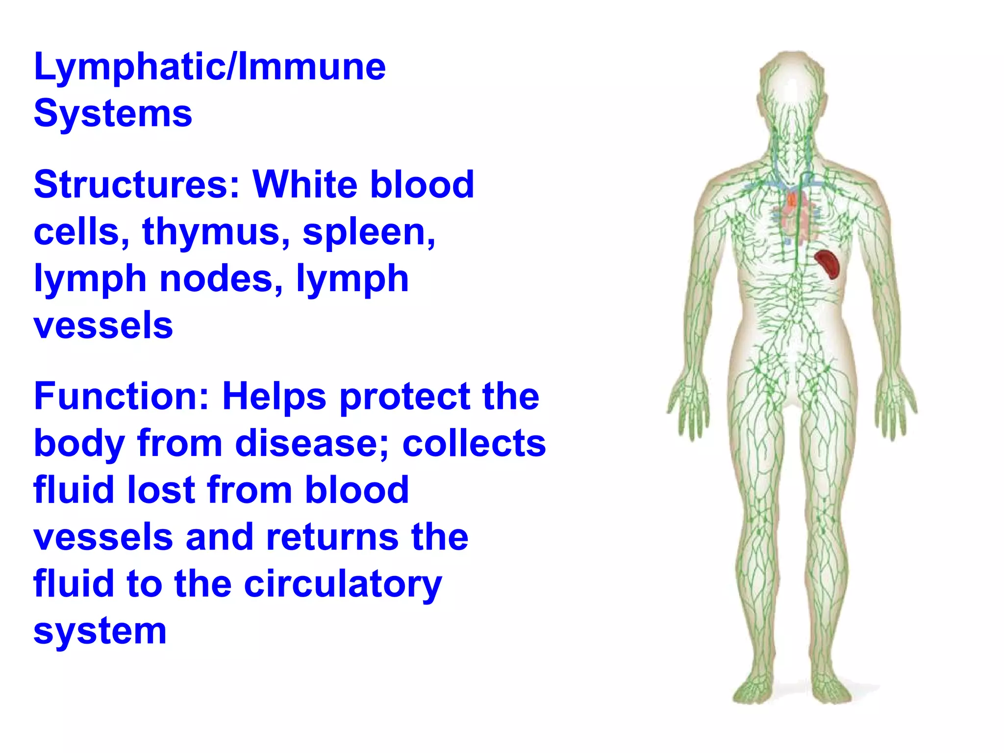 Lymphatic/Immune Systems Structures: White blood cells, thymus, spleen, lymph nodes, lymph vessels Function: Helps protect the body from disease; collects fluid lost from blood vessels and returns the fluid to the circulatory system 