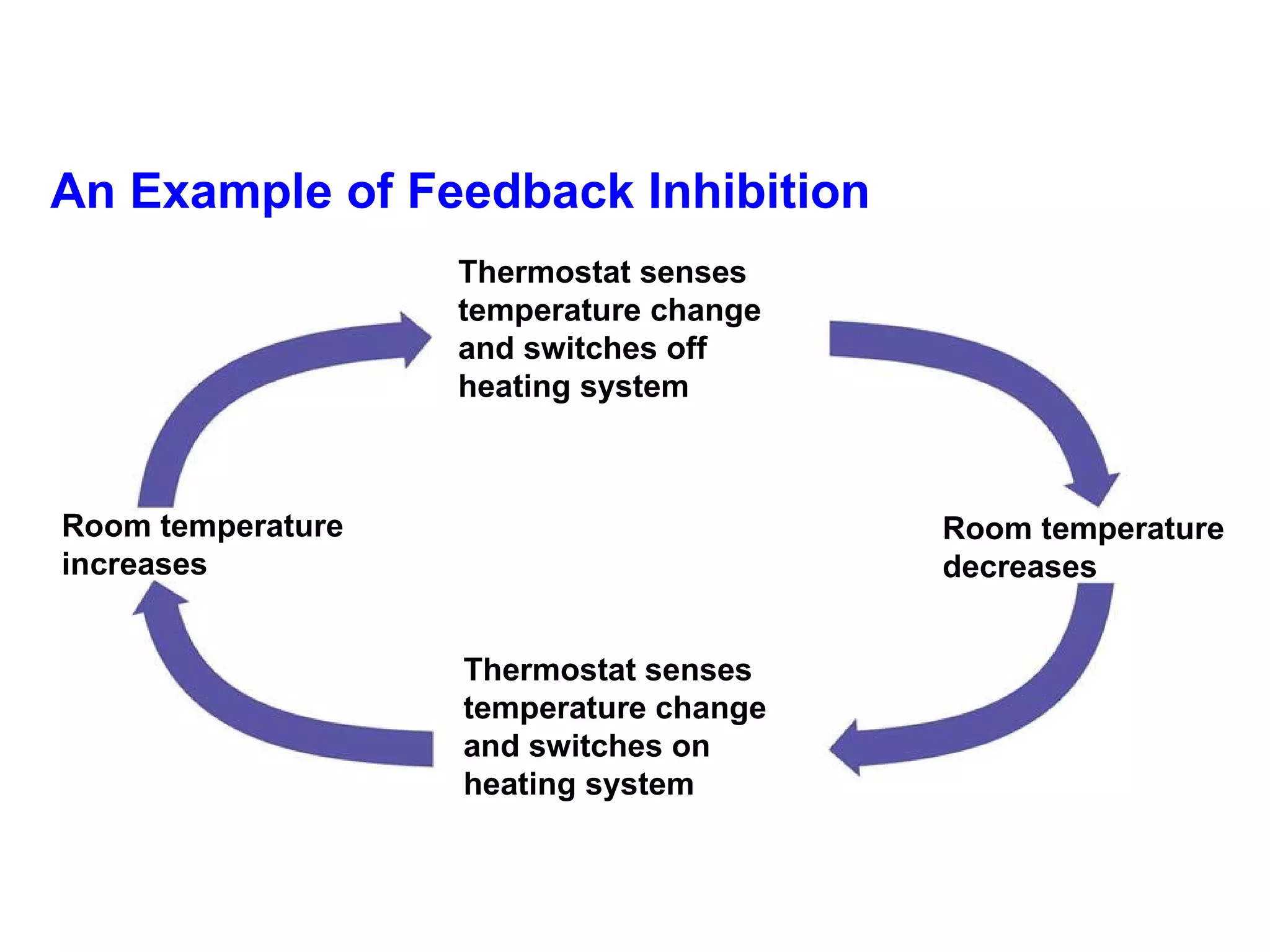 An Example of Feedback Inhibition Thermostat senses temperature change and switches off heating system Thermostat senses temperature change and switches on heating system Room temperature increases Room temperature decreases 