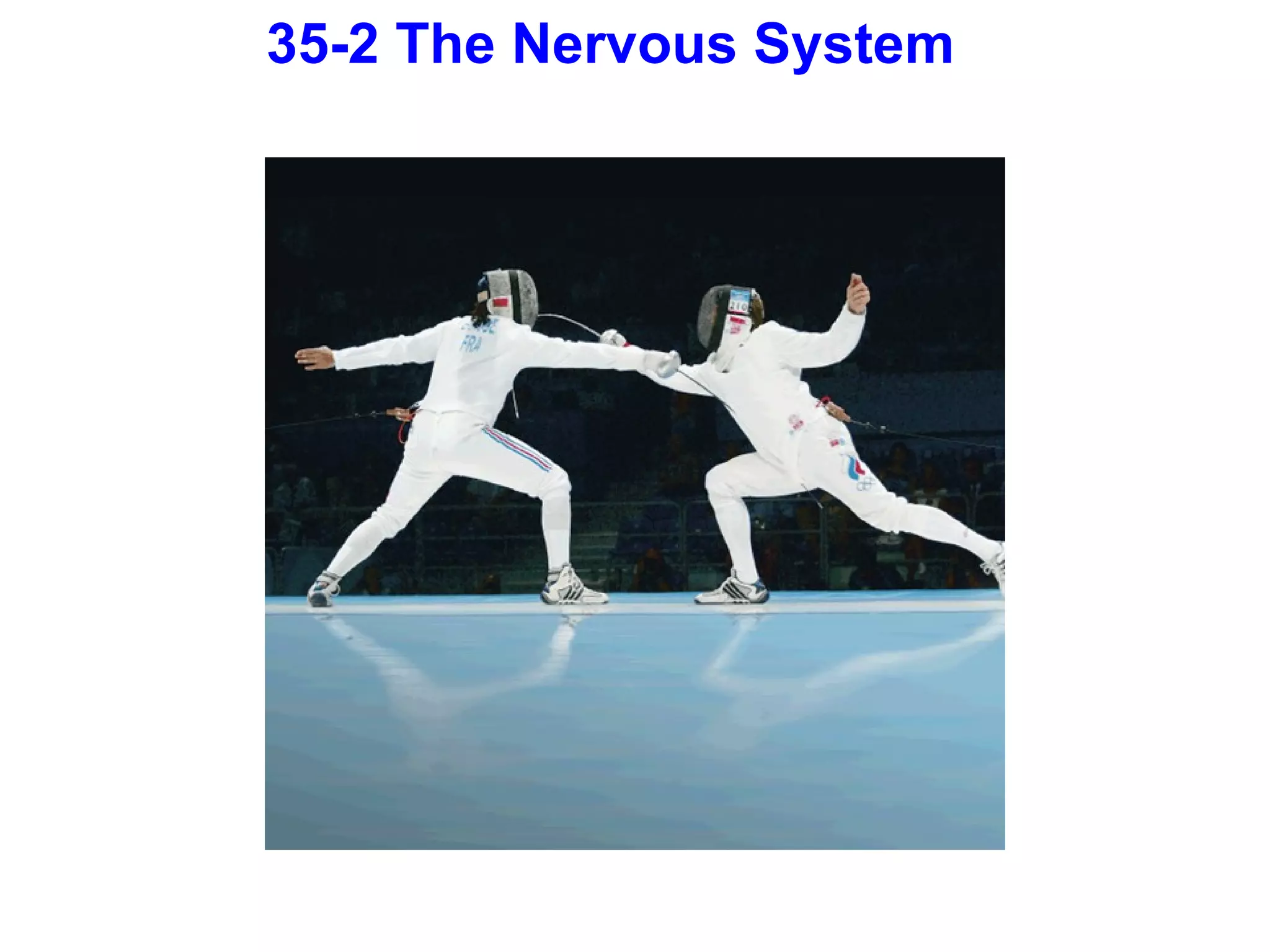 35-2 The Nervous System 