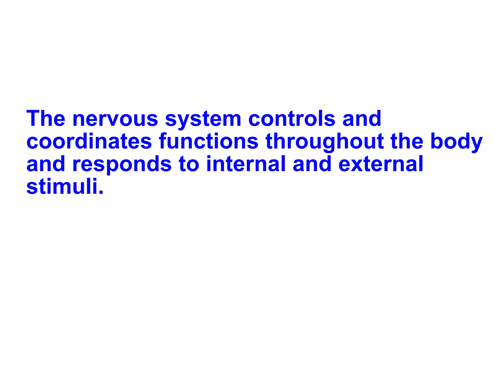 The nervous system controls and coordinates functions throughout the body and responds to internal and external stimuli. 