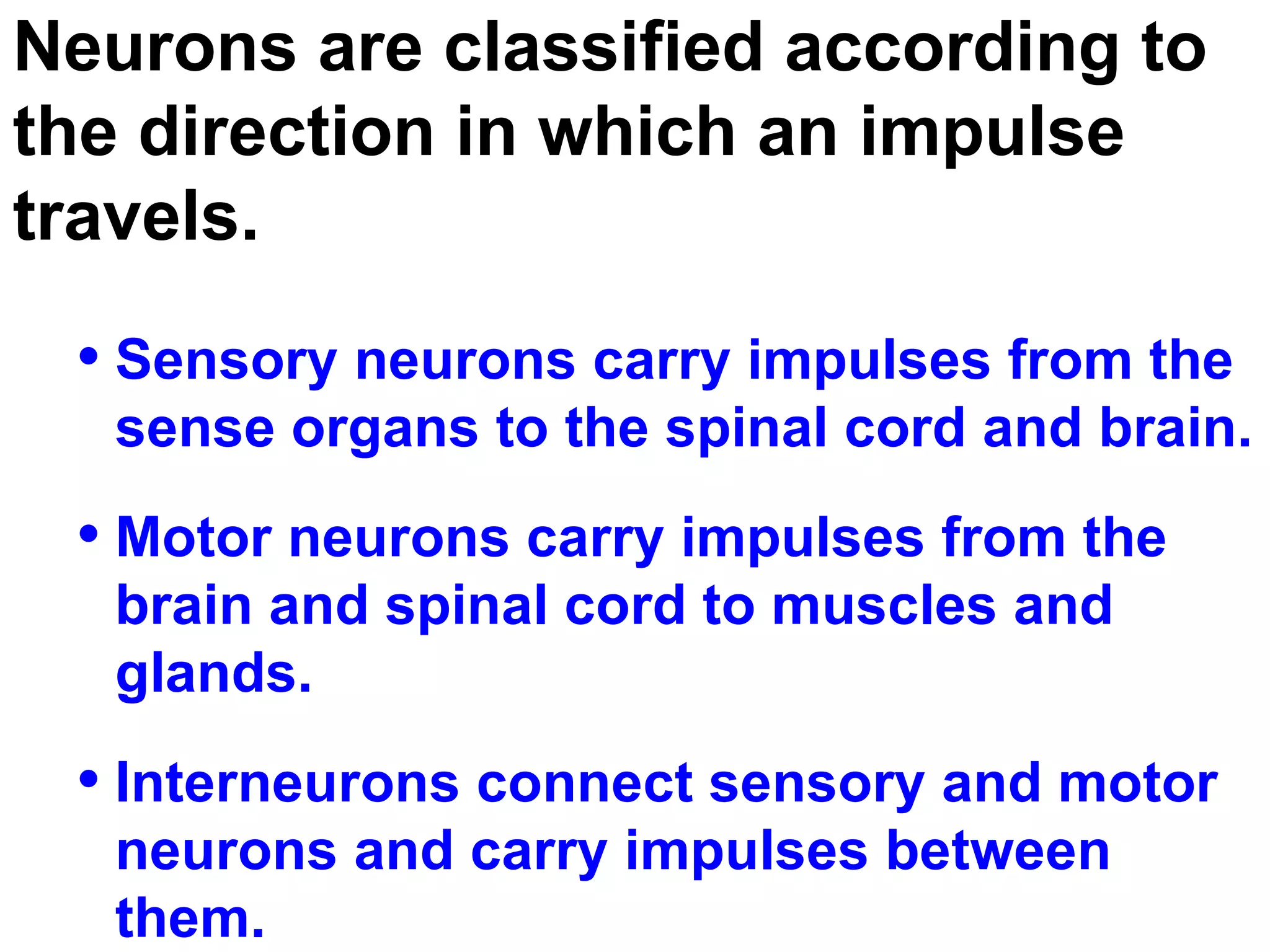Neurons are classified according to the direction in which an impulse travels. Sensory neurons carry impulses from the sense organs to the spinal cord and brain.  Motor neurons carry impulses from the brain and spinal cord to muscles and glands.  Interneurons connect sensory and motor neurons and carry impulses between them.  