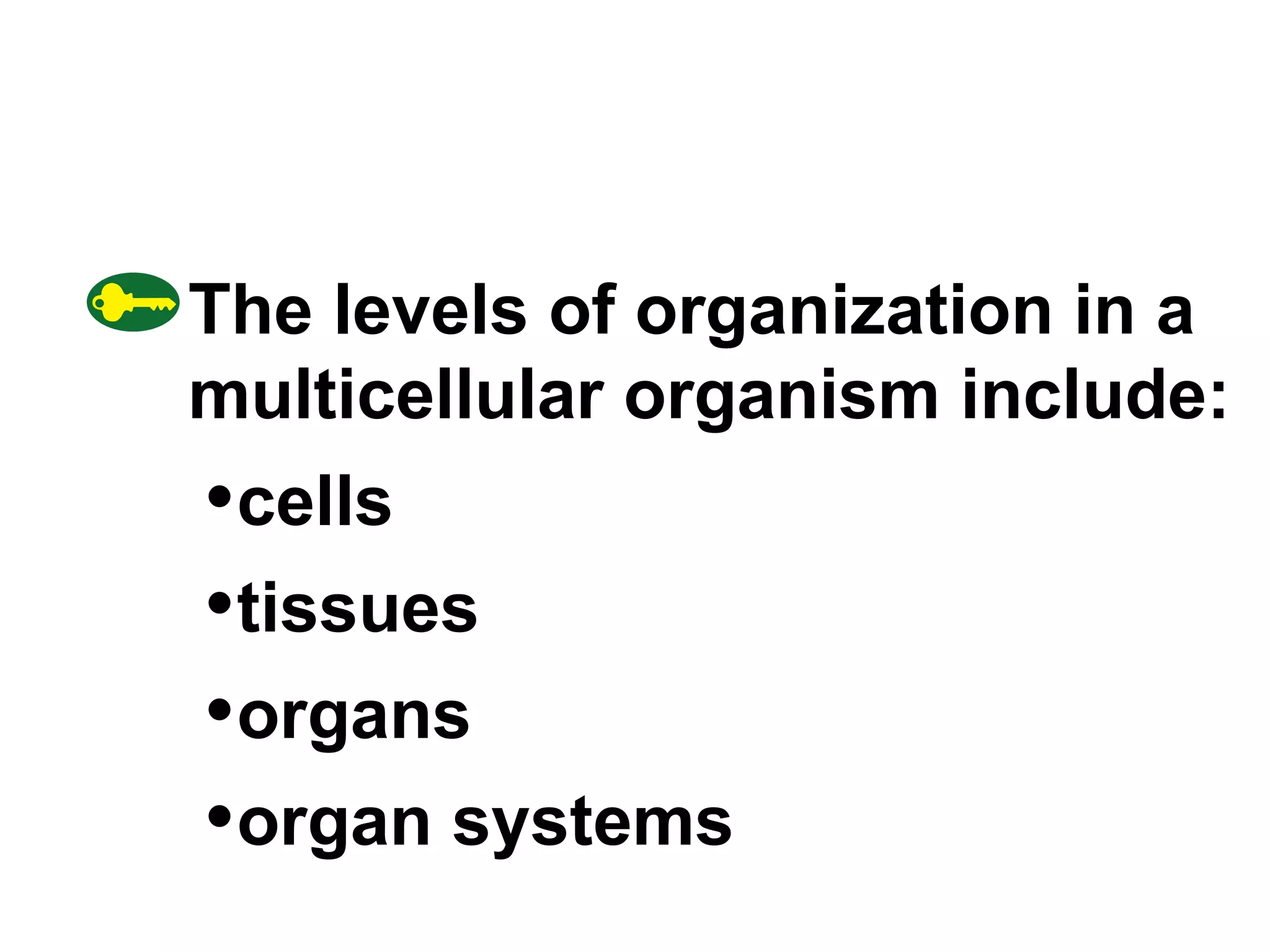The levels of organization in a multicellular organism include: cells tissues organs organ systems 