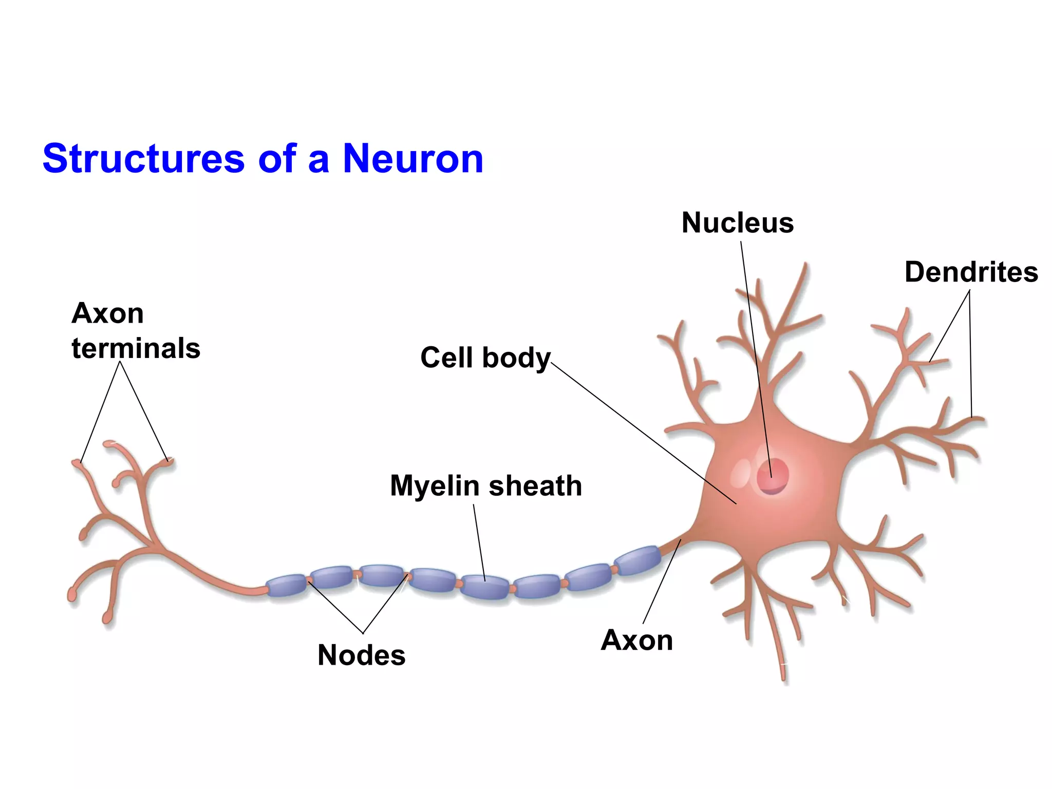 Structures of a Neuron Axon terminals Myelin sheath Cell body Nodes  Axon  Dendrites  Nucleus  