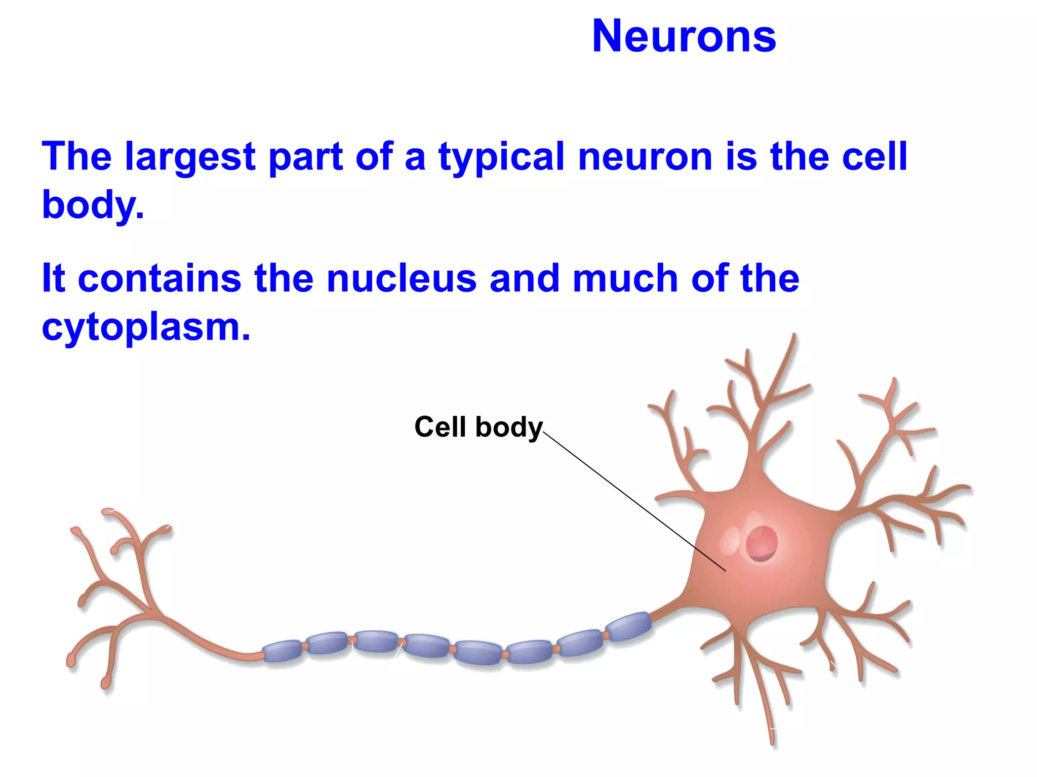 Neurons The largest part of a typical neuron is the cell body.  It contains the nucleus and much of the cytoplasm.  Cell body 