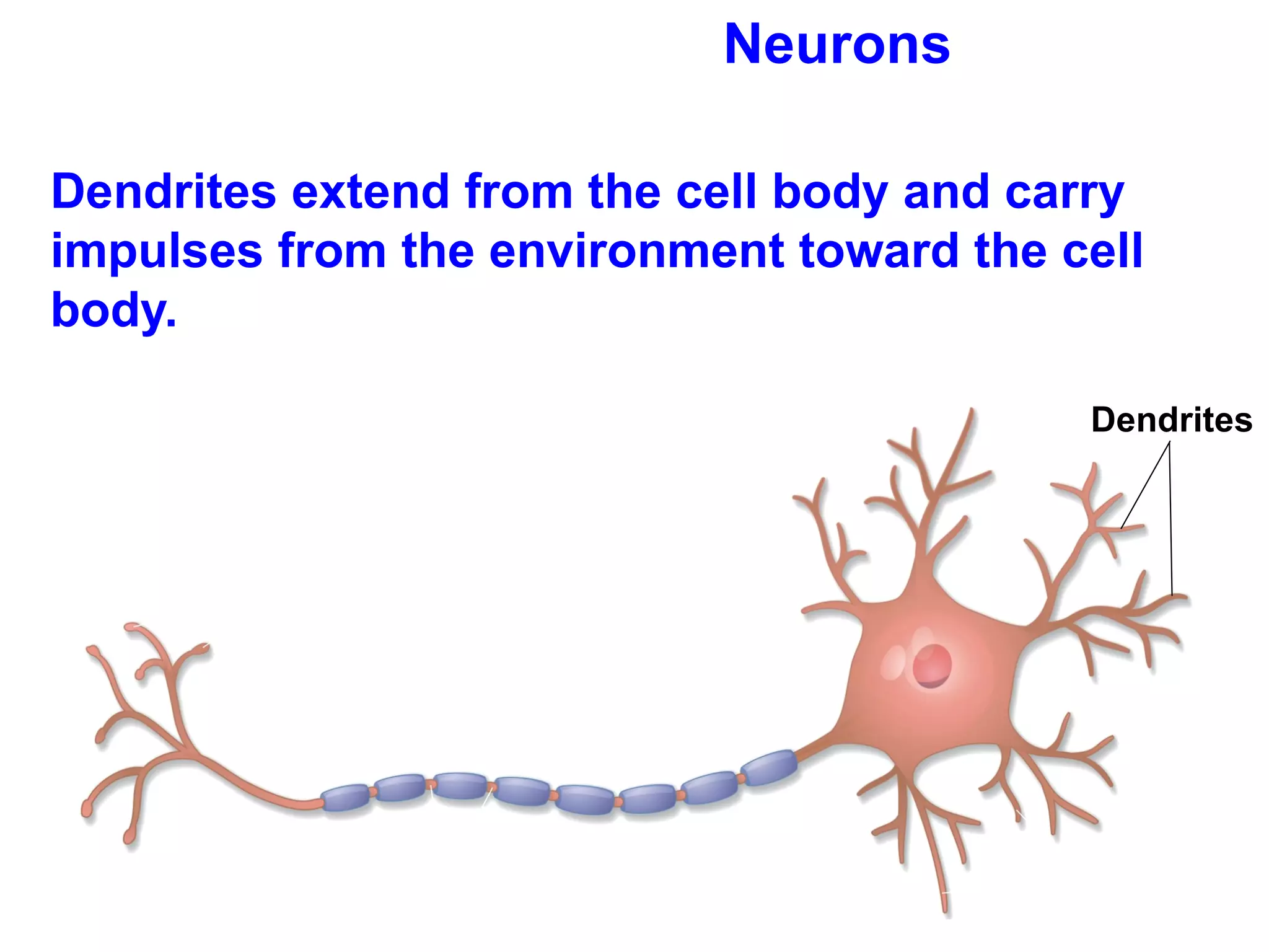 Neurons Dendrites extend from the cell body and carry impulses from the environment toward the cell body.  Dendrites  