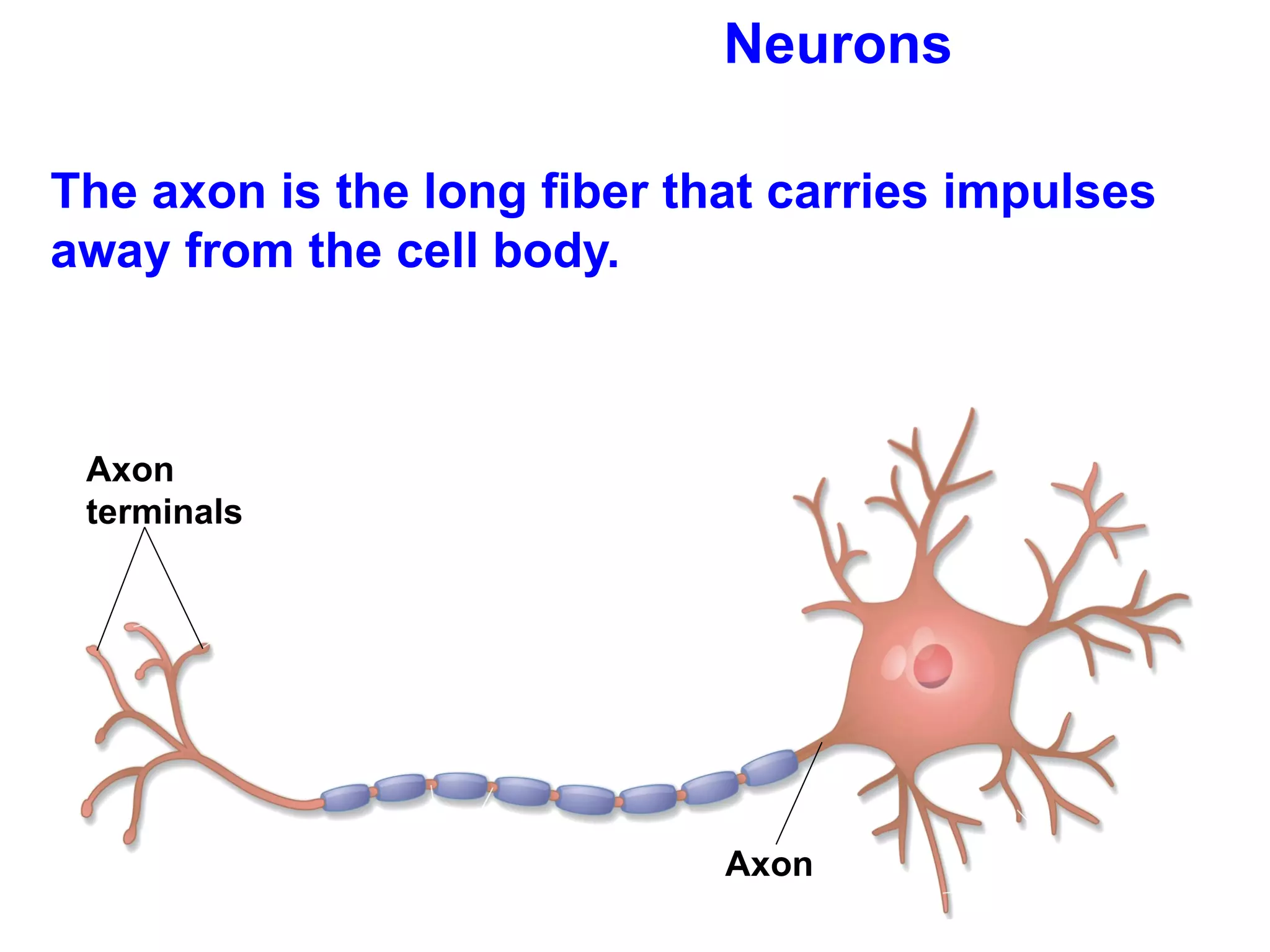 Neurons The axon is the long fiber that carries impulses away from the cell body. Axon terminals Axon  