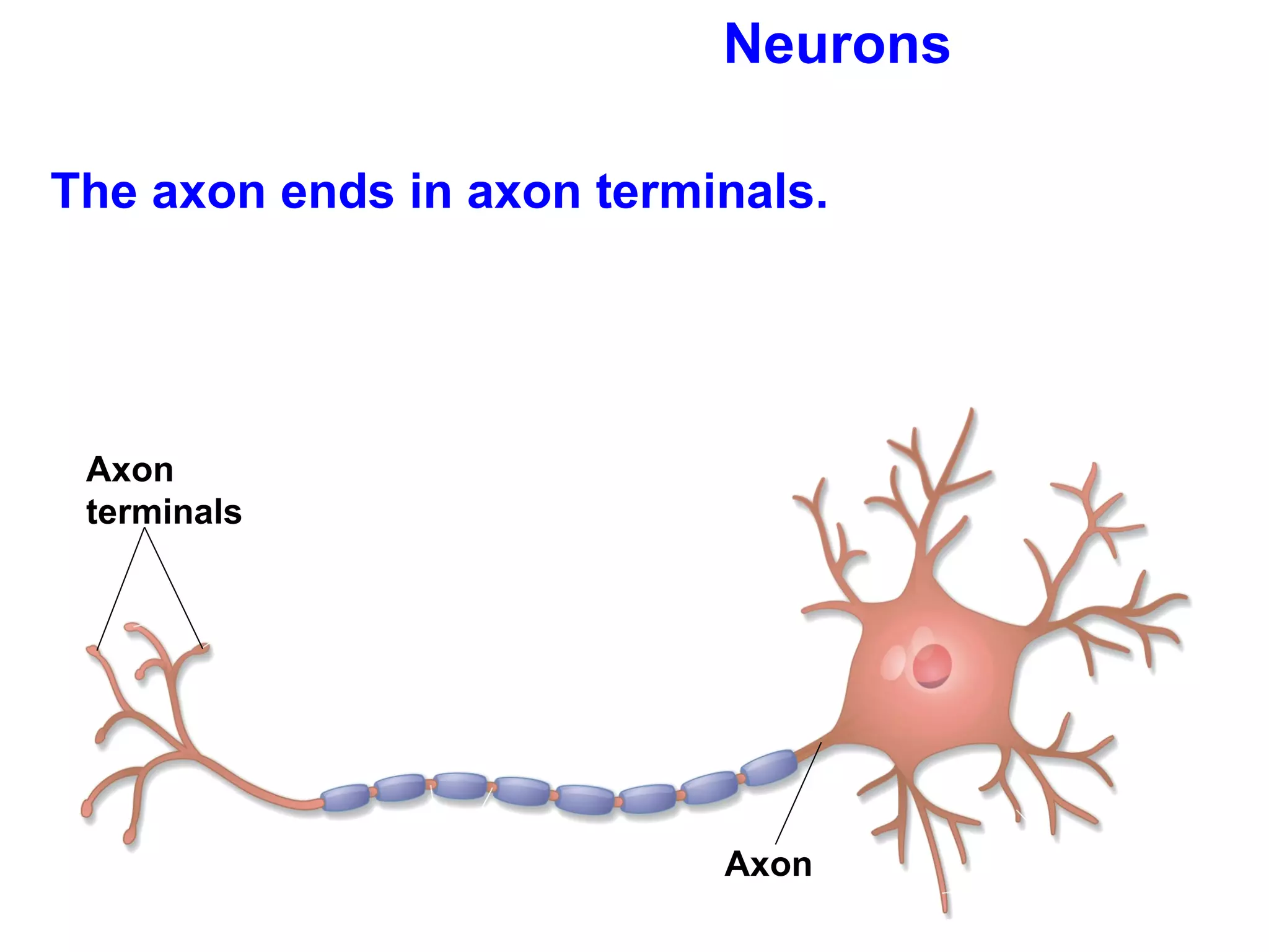 Neurons The axon ends in axon terminals. Axon terminals Axon  
