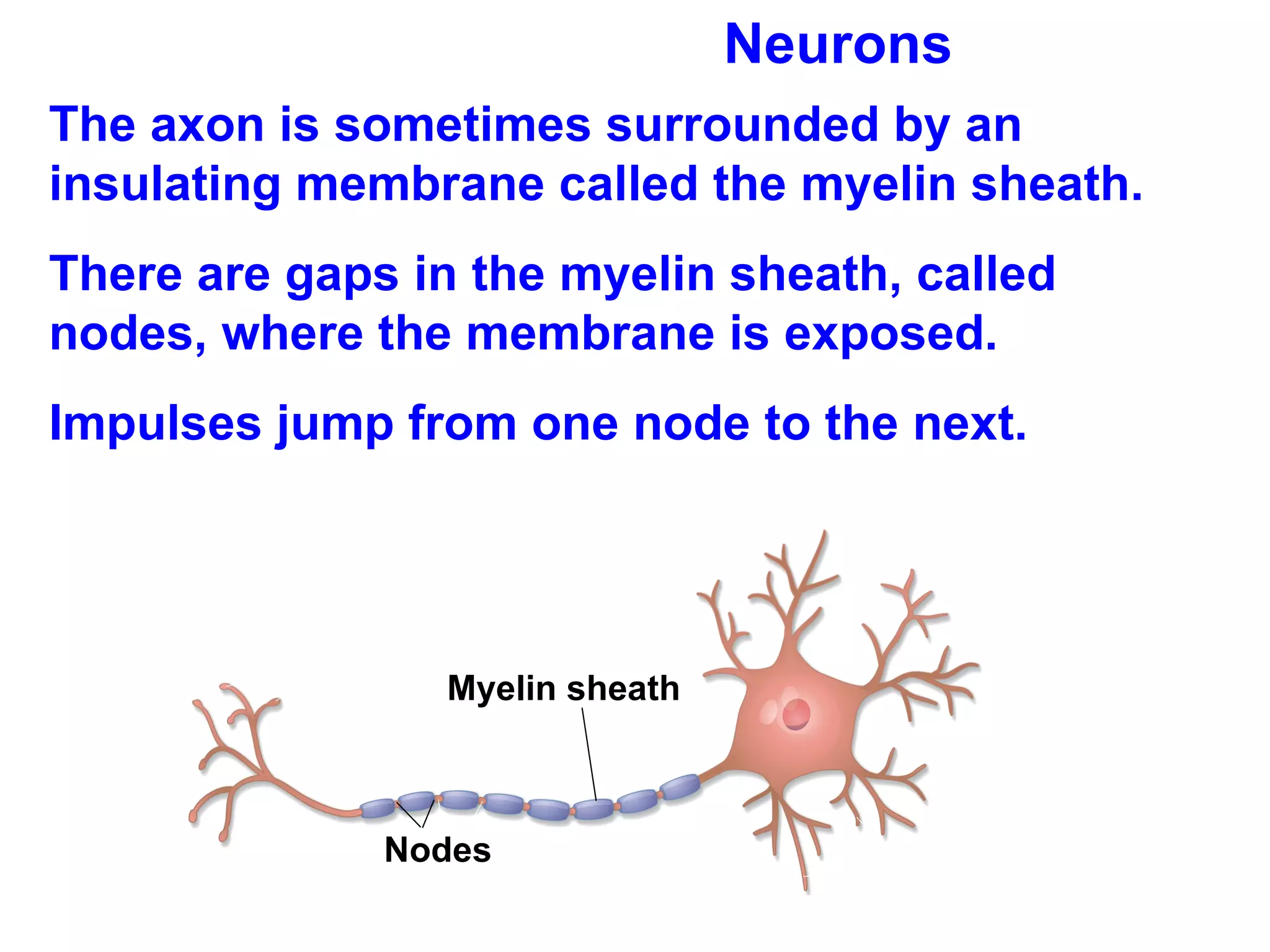 Neurons The axon is sometimes surrounded by an insulating membrane called the myelin sheath.  There are gaps in the myelin sheath, called nodes, where the membrane is exposed.  Impulses jump from one node to the next. Myelin sheath Nodes  