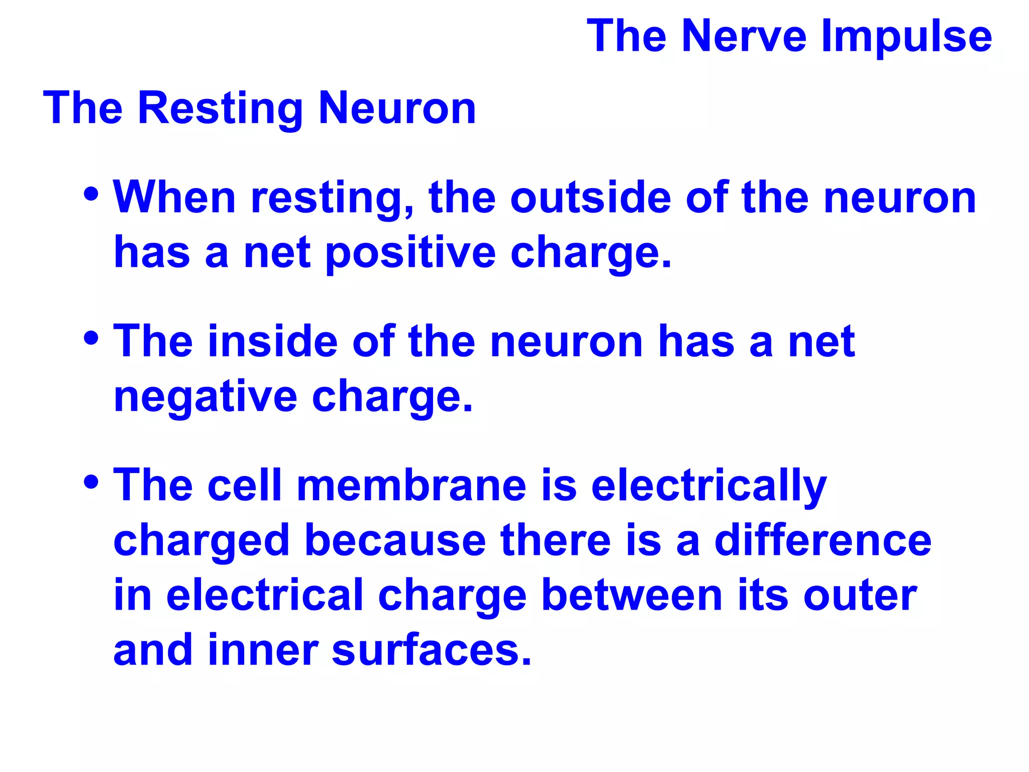The Nerve Impulse The Resting Neuron  When resting, the outside of the neuron has a net positive charge. The inside of the neuron has a net negative charge. The cell membrane is electrically charged because there is a difference in electrical charge between its outer and inner surfaces. 
