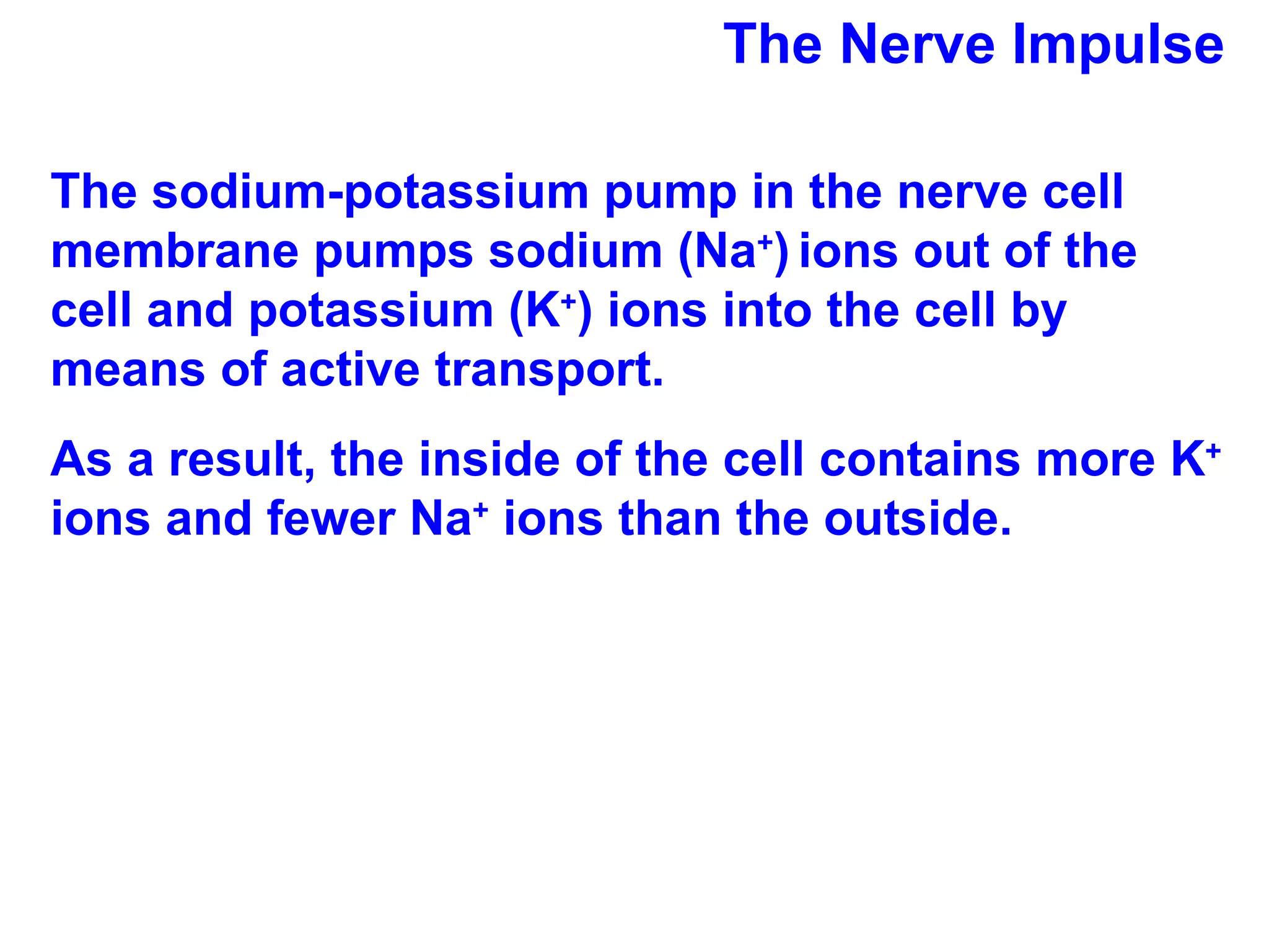 The Nerve Impulse The sodium-potassium pump in the nerve cell membrane pumps sodium (Na + )   ions out of the cell and potassium (K + ) ions into the cell by means of active transport. As a result, the inside of the cell contains more K +  ions and fewer Na +  ions than the outside. 