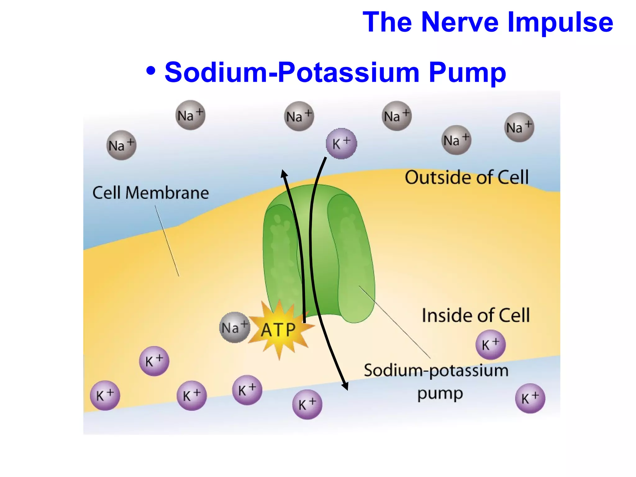 The Nerve Impulse Sodium-Potassium Pump 