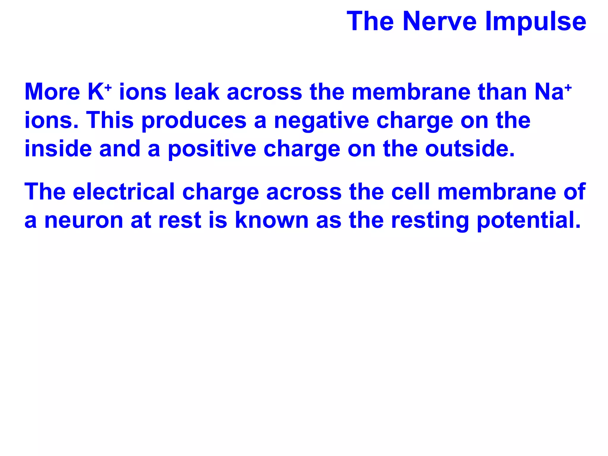 The Nerve Impulse More K +  ions leak across the membrane than Na +  ions. This produces a negative charge on the inside and a positive charge on the outside.  The electrical charge across the cell membrane of a neuron at rest is known as the resting potential. 
