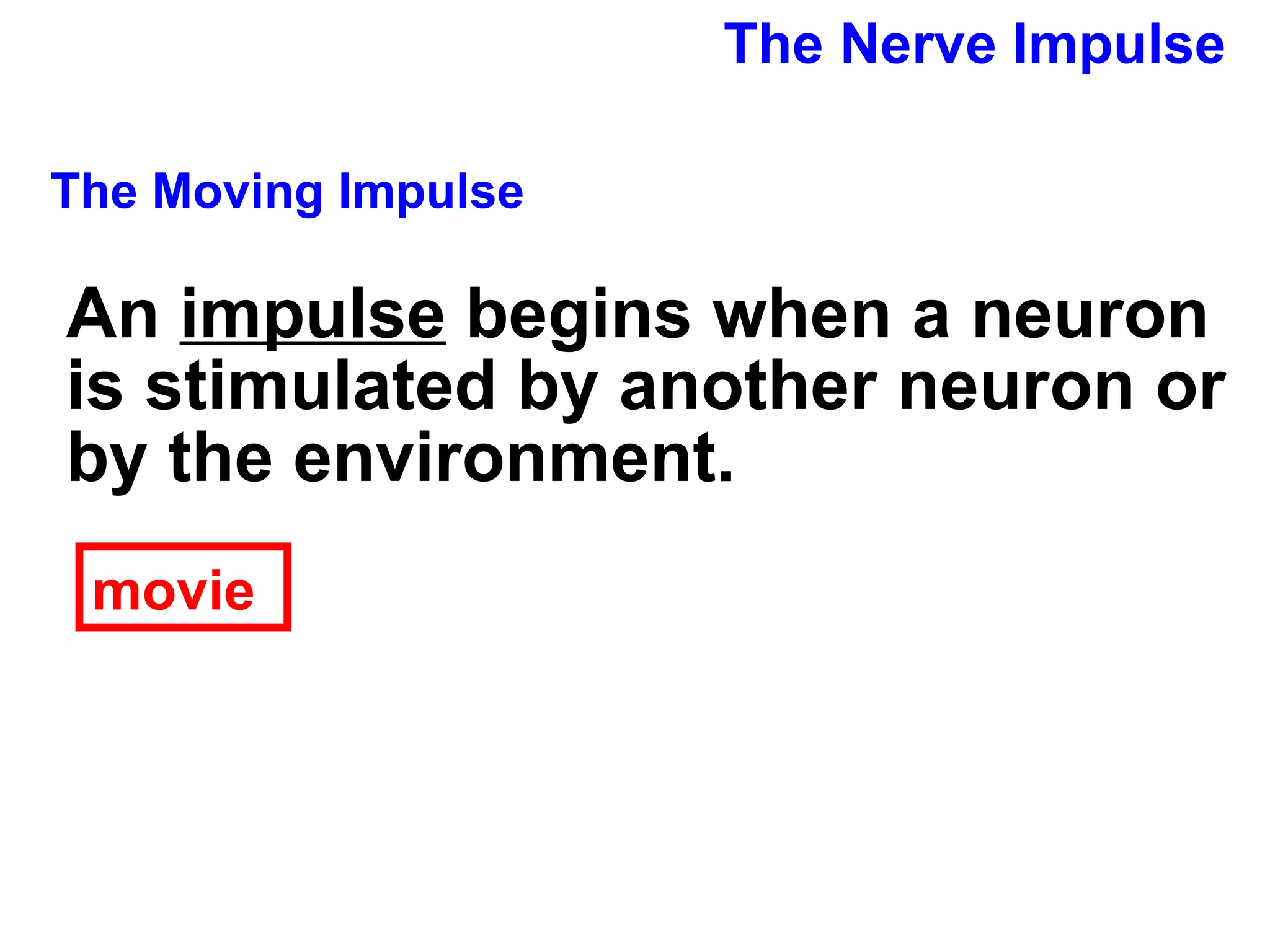 The Nerve Impulse The Moving Impulse An  impulse  begins when a neuron is stimulated by another neuron or by the environment. movie 