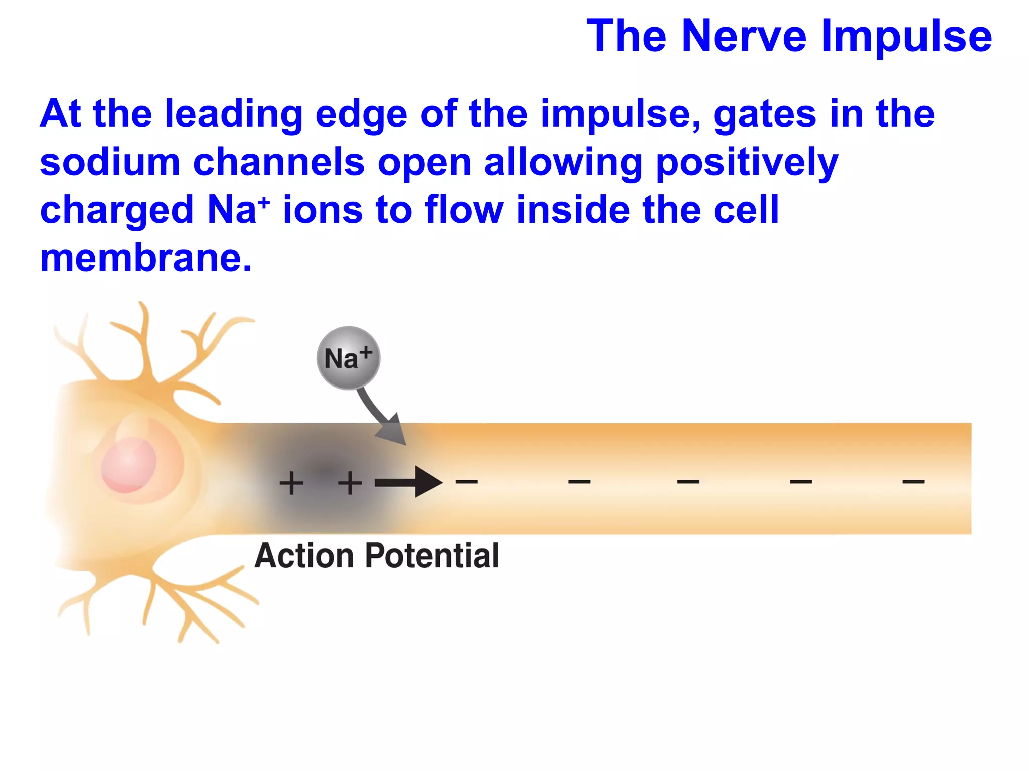 The Nerve Impulse At the leading edge of the impulse, gates in the sodium channels open allowing positively charged Na +  ions to flow inside the cell membrane. 