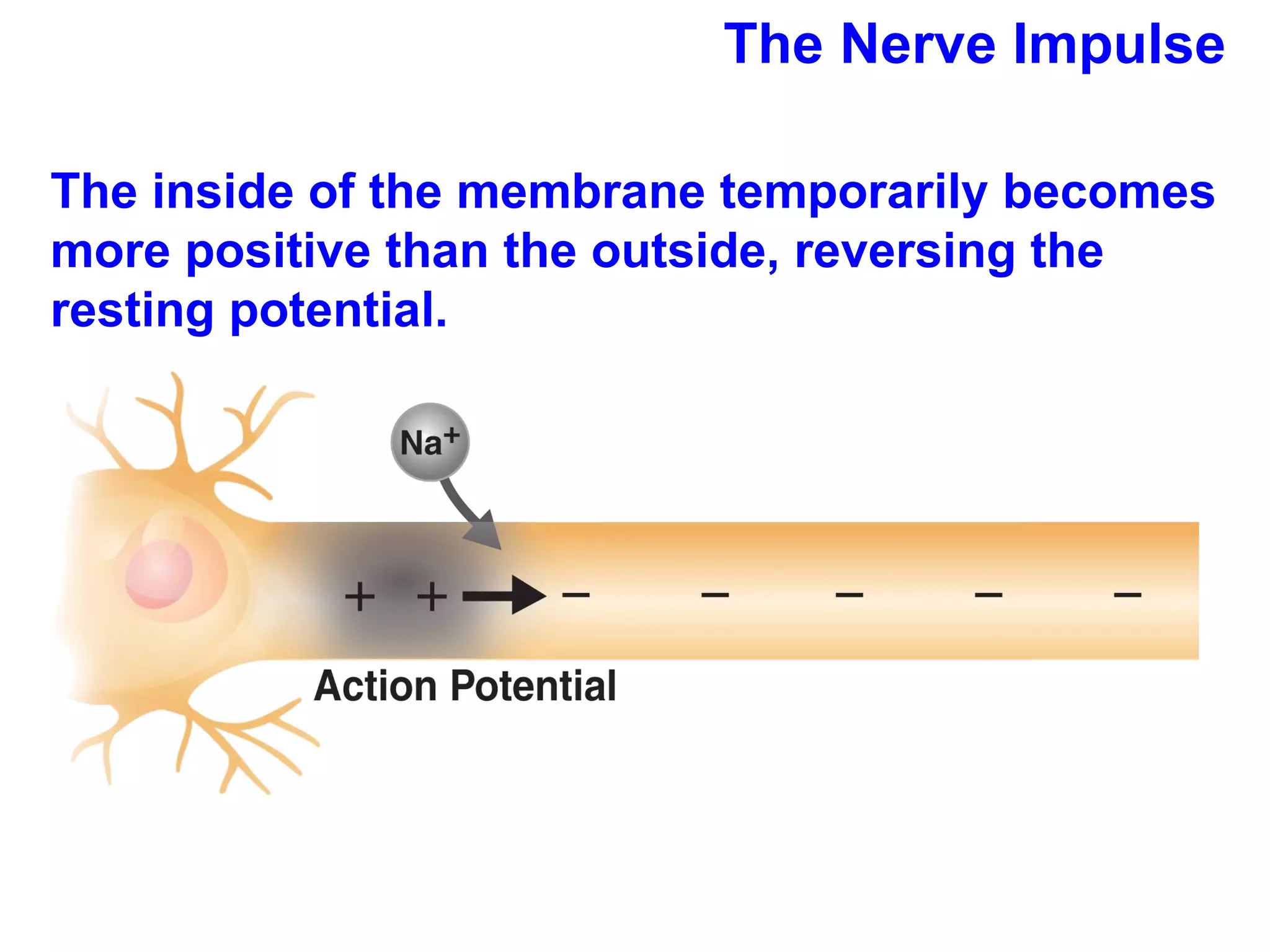 The Nerve Impulse The inside of the membrane temporarily becomes more positive than the outside, reversing the resting potential. 