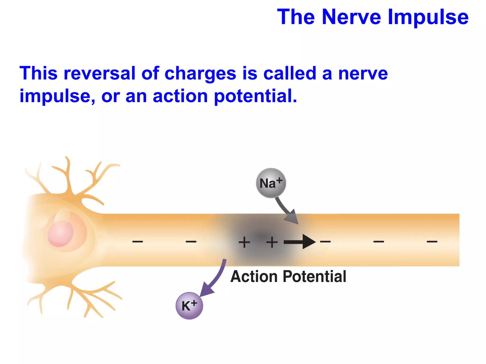 The Nerve Impulse This reversal of charges is called a nerve impulse, or an action potential. 