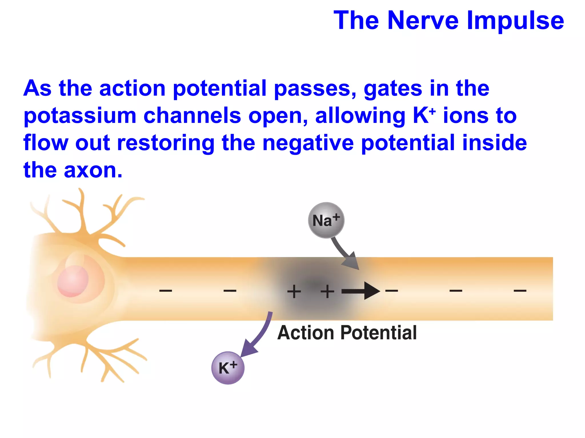 The Nerve Impulse As the action potential passes, gates in the potassium channels open, allowing K +  ions to flow out restoring the negative potential inside the axon. 