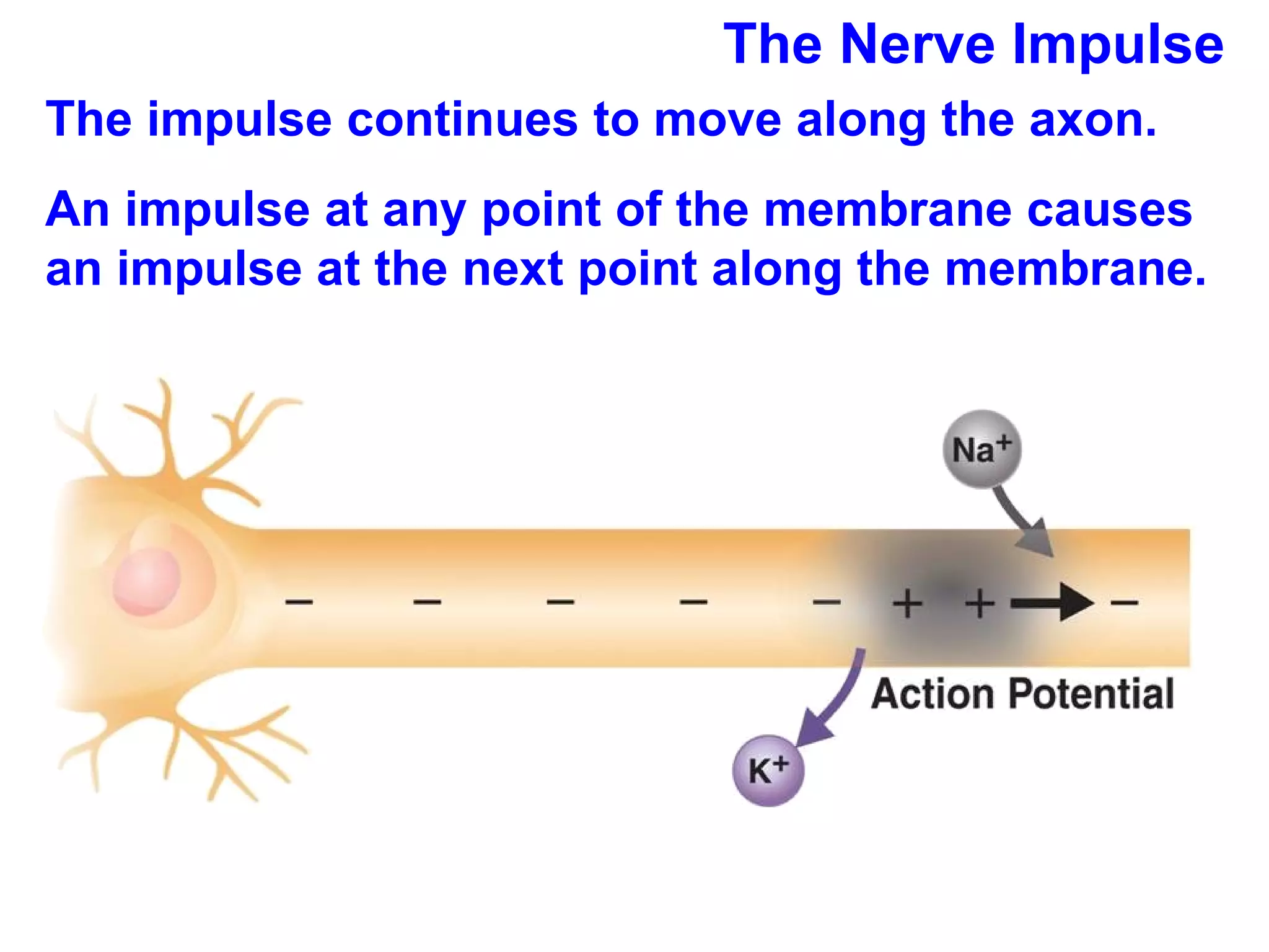 The Nerve Impulse The impulse continues to move along the axon. An impulse at any point of the membrane causes an impulse at the next point along the membrane. 