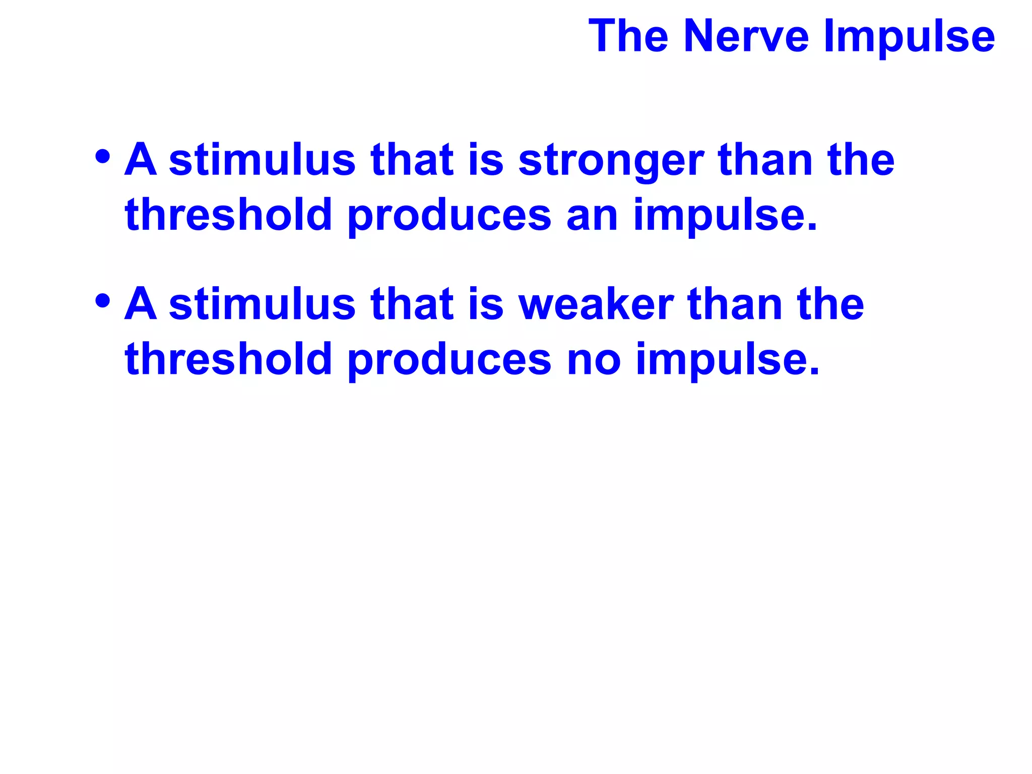 The Nerve Impulse A stimulus that is stronger than the threshold produces an impulse.  A stimulus that is weaker than the threshold produces no impulse. 