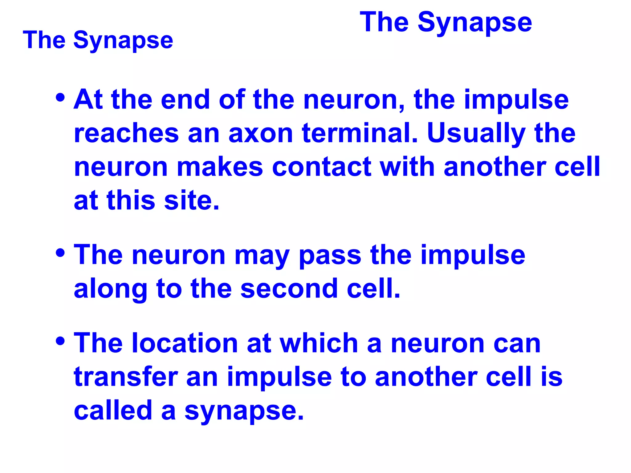 The Synapse The Synapse At the end of the neuron, the impulse reaches an axon terminal. Usually the neuron makes contact with another cell at this site.  The neuron may pass the impulse along to the second cell. The location at which a neuron can transfer an impulse to another cell is called a synapse. 