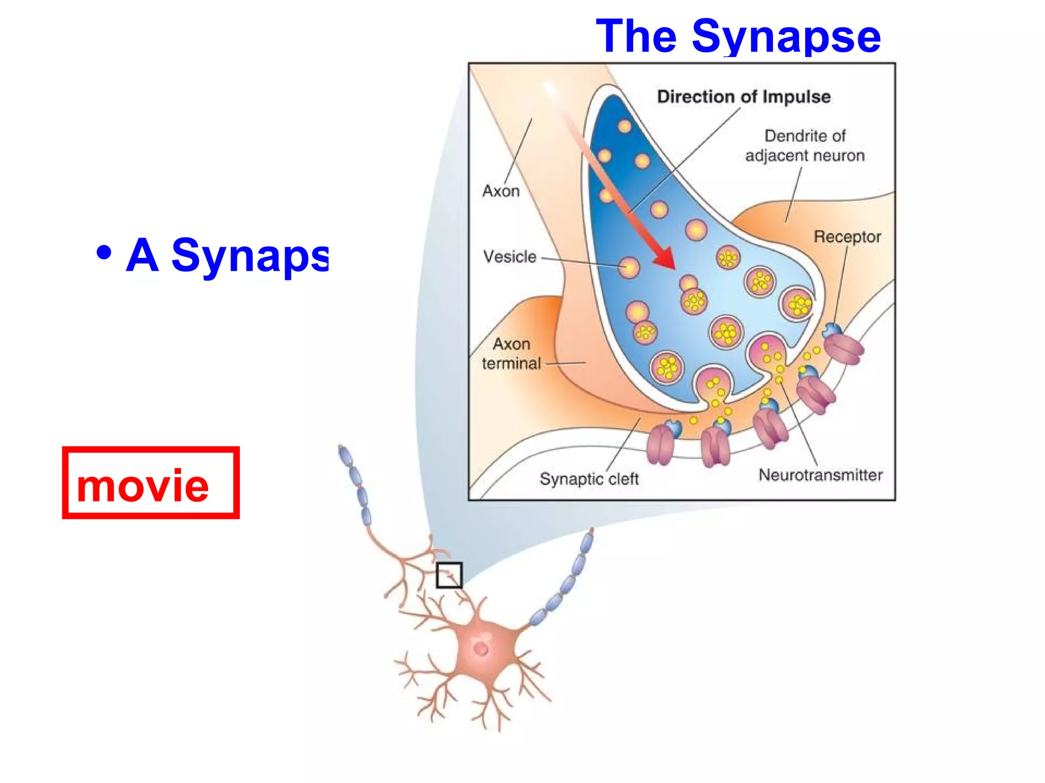 The Synapse A Synapse movie 