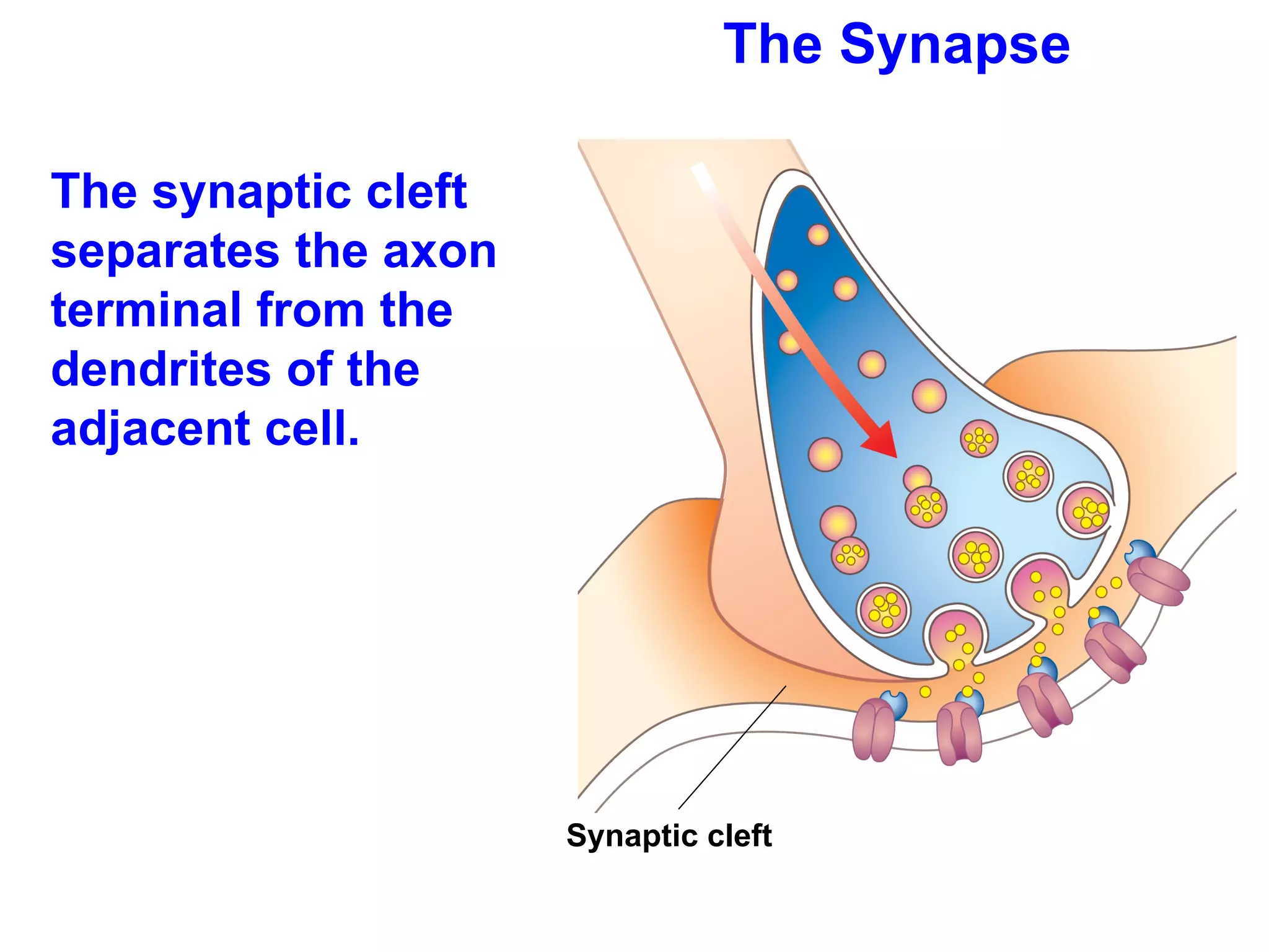 The Synapse The synaptic cleft separates the axon terminal from the dendrites of the adjacent cell.  Synaptic cleft 